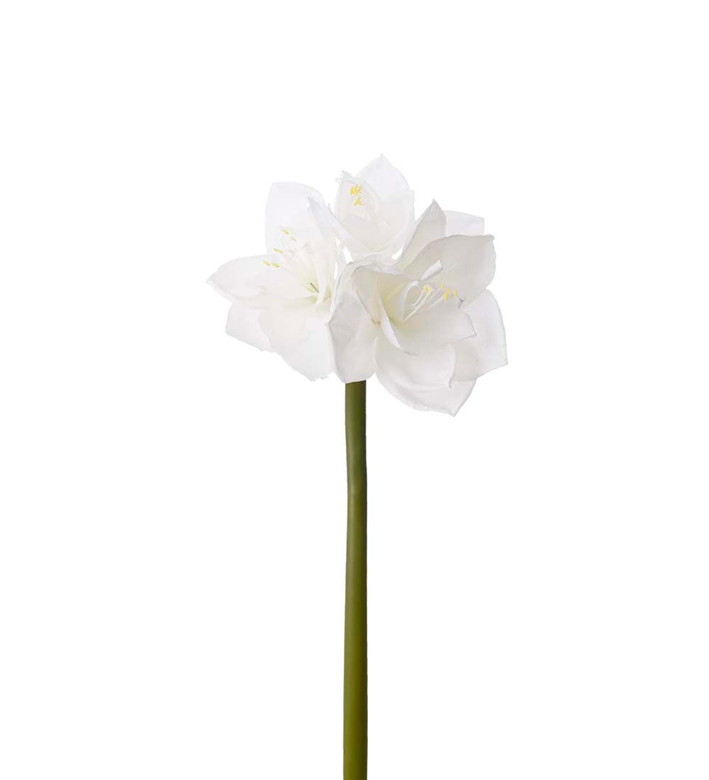 Amaryllis