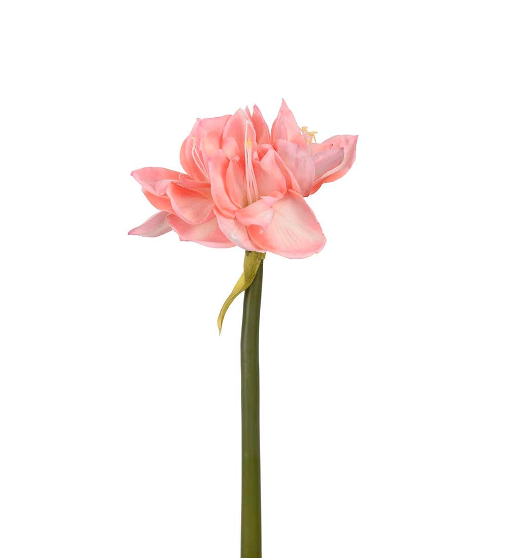 Amaryllis