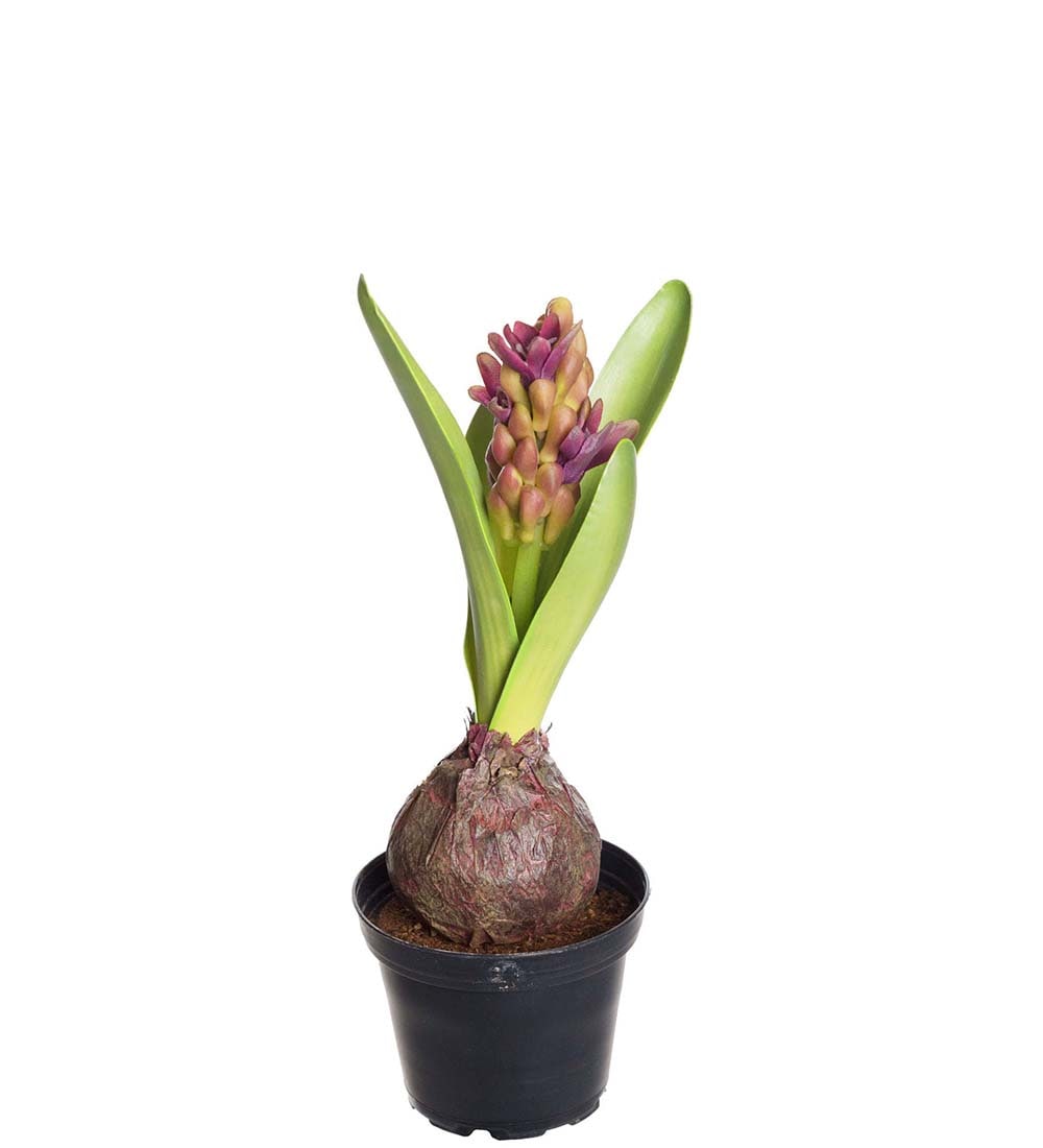 Hyacint