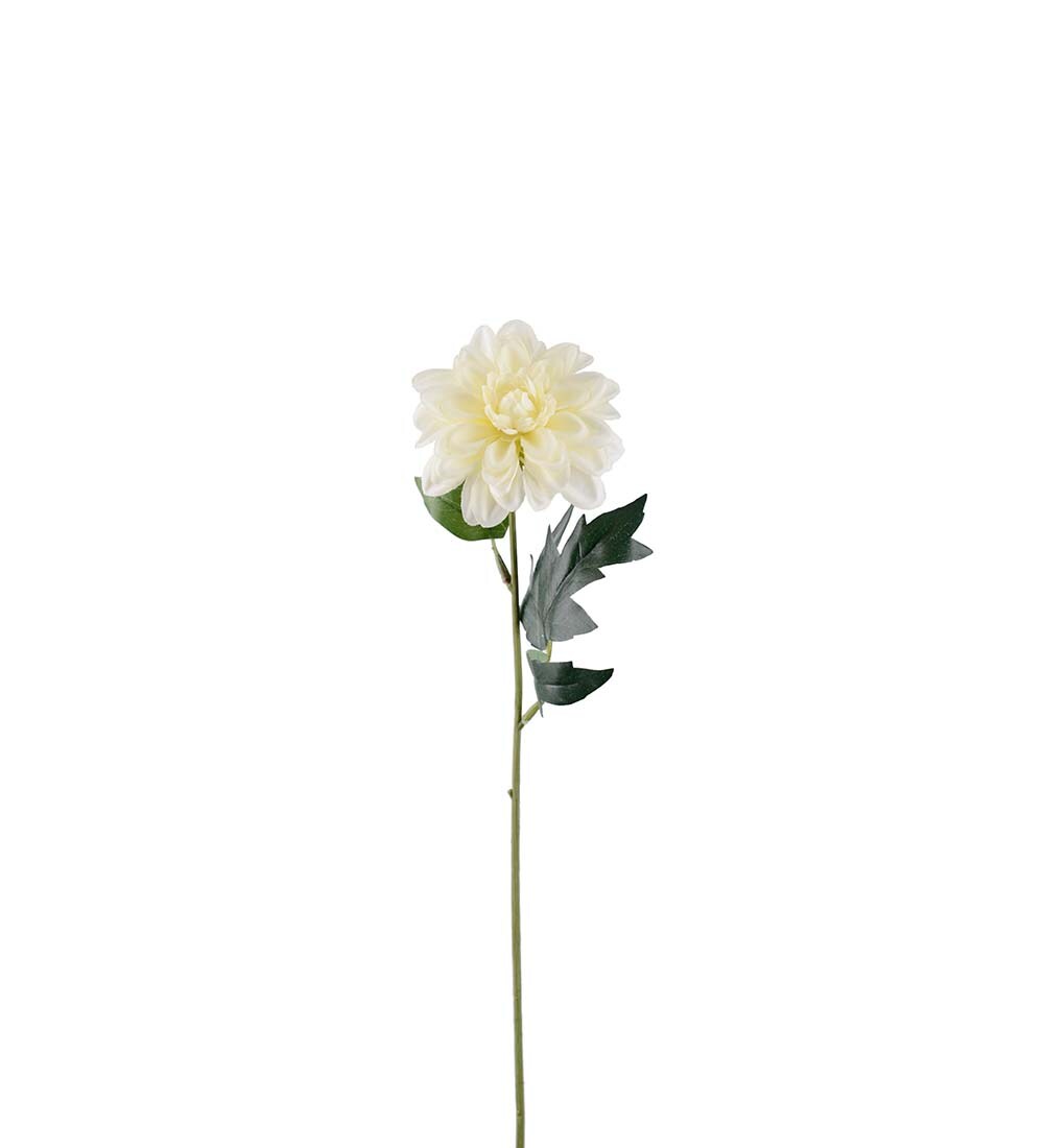 Zinnia