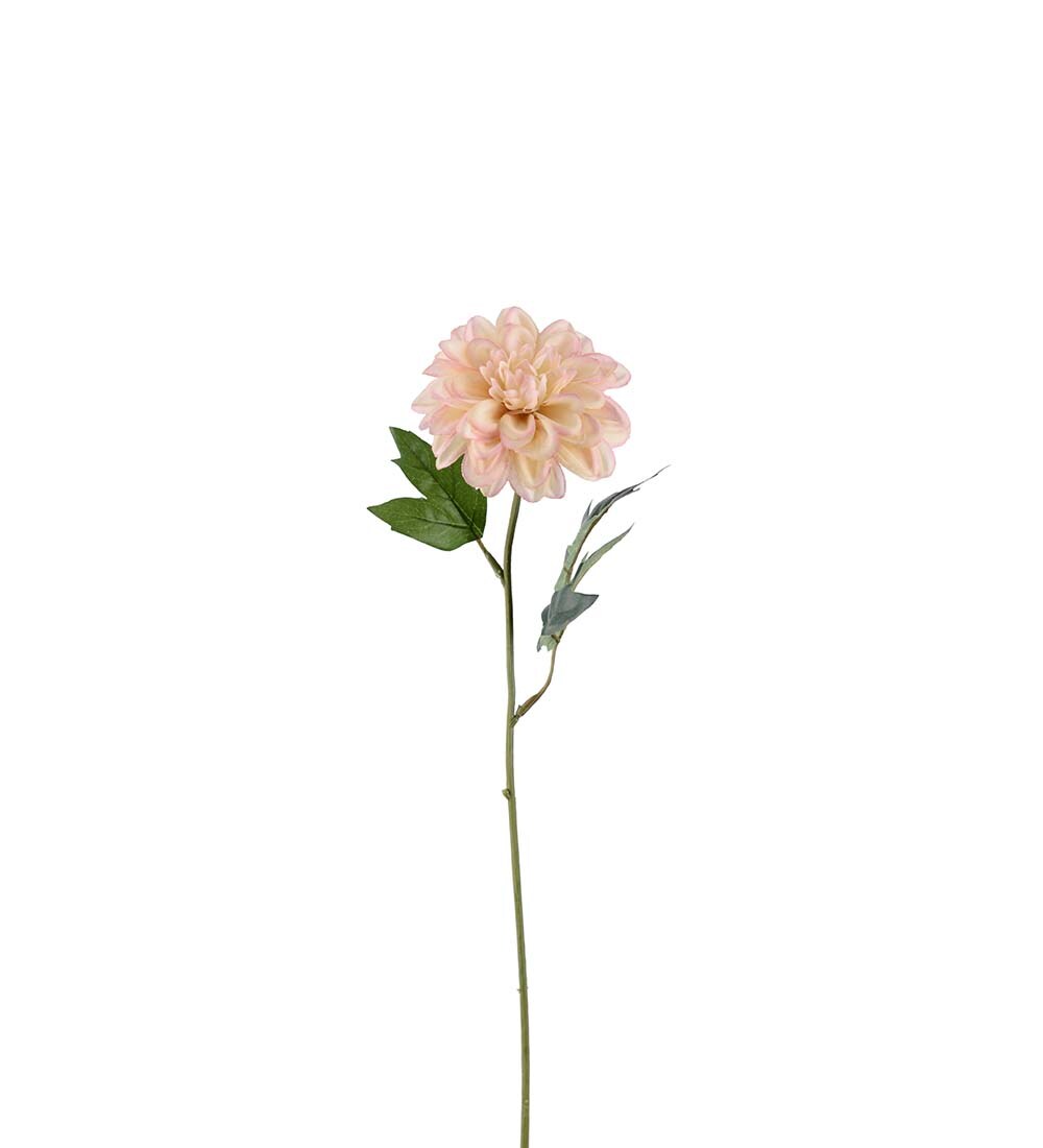 Zinnia