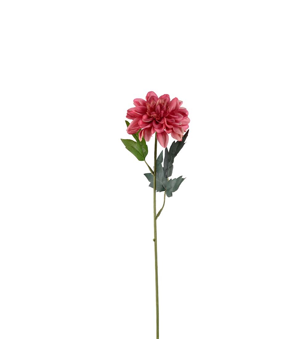 Zinnia