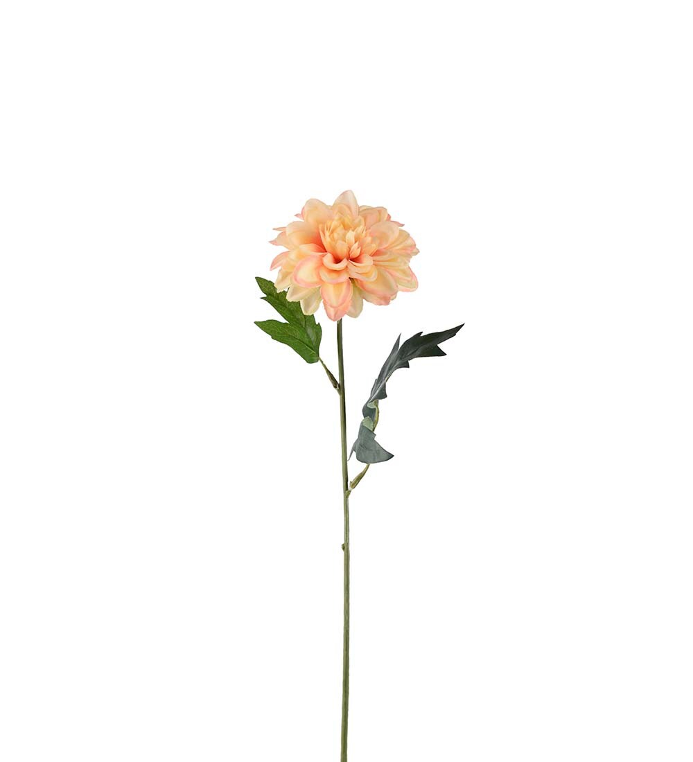 Zinnia