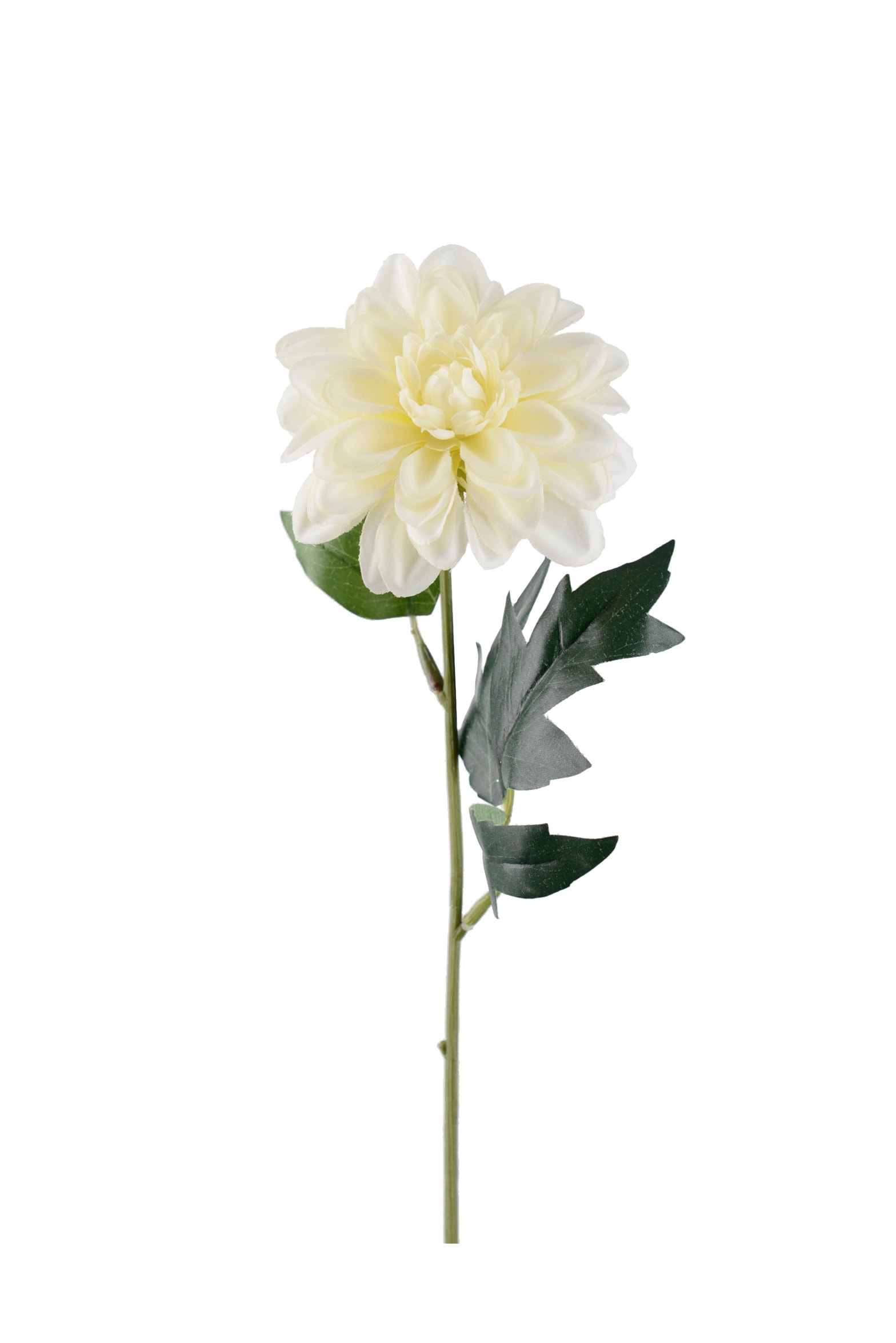 Zinnia