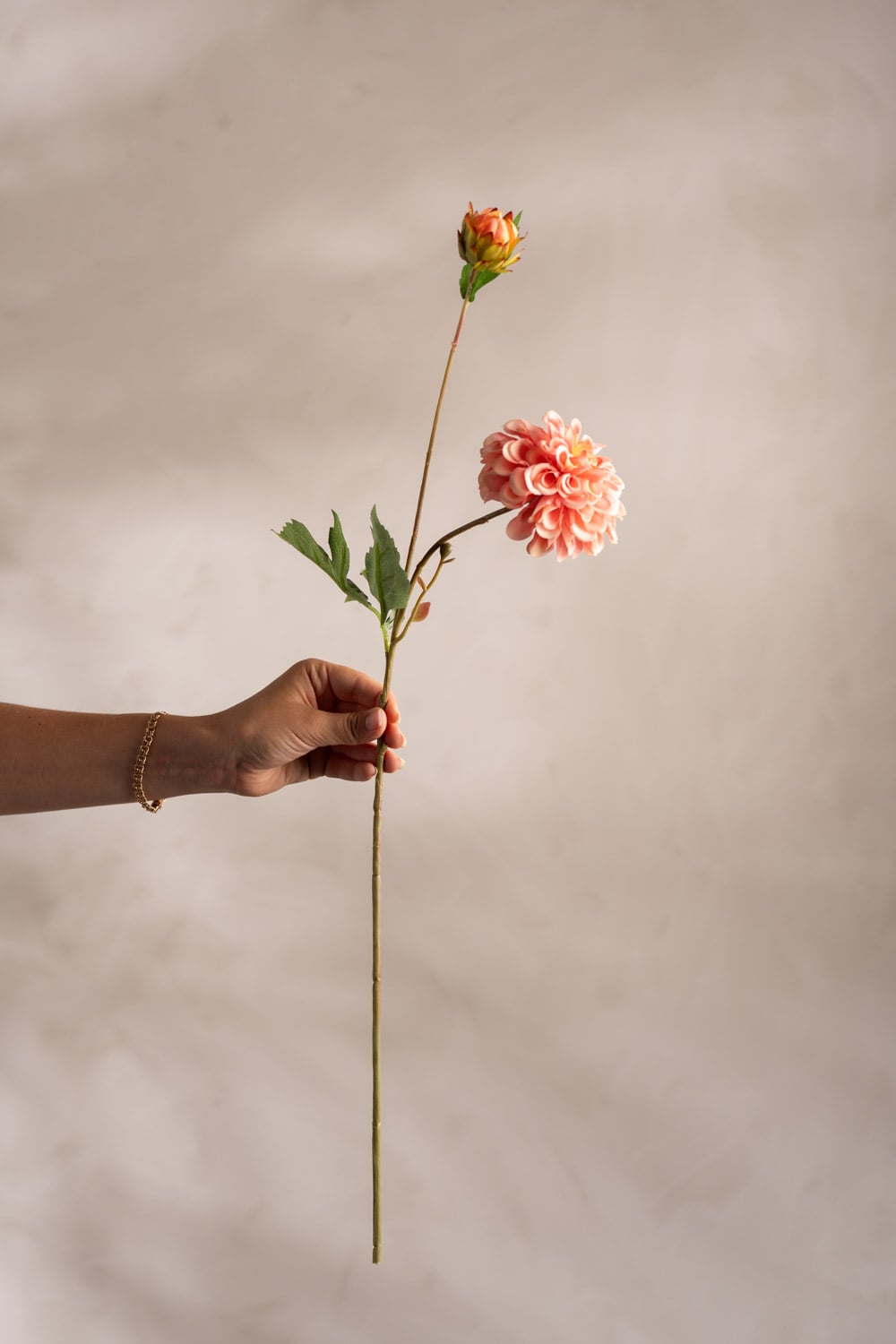 Dahlia