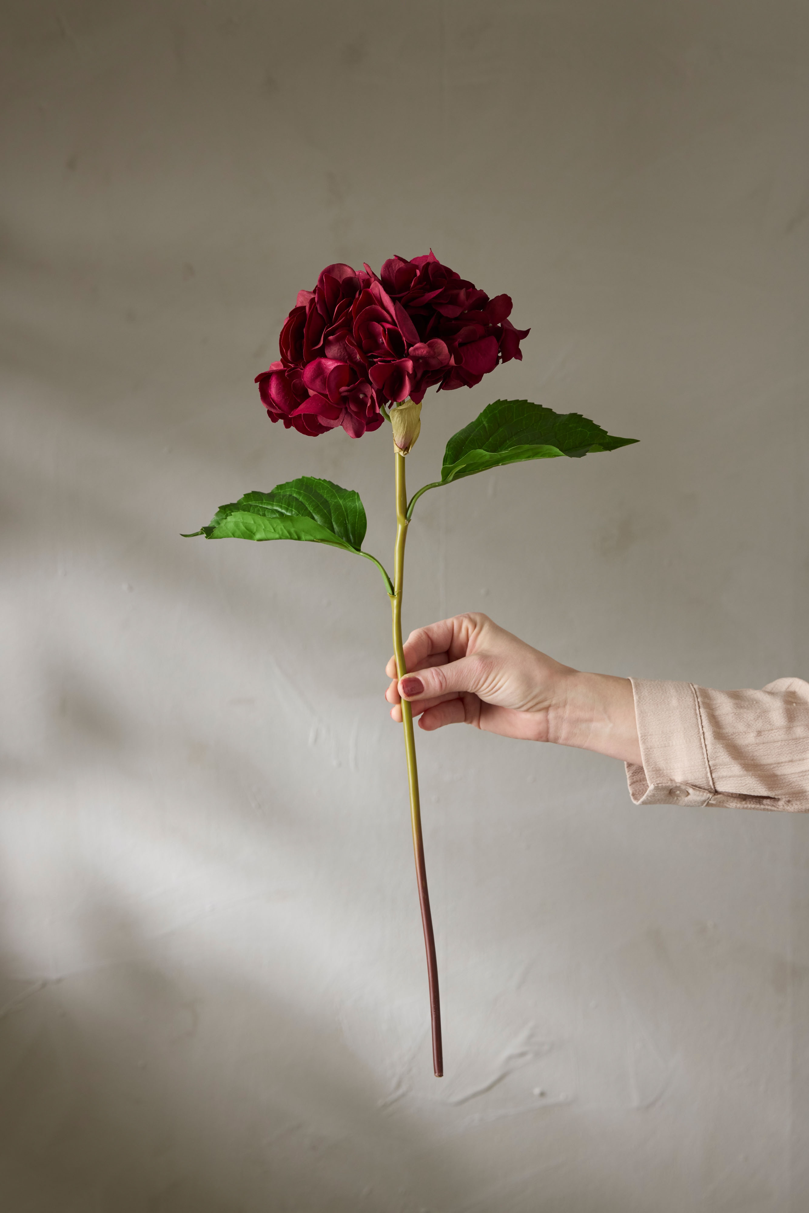 Hortensia