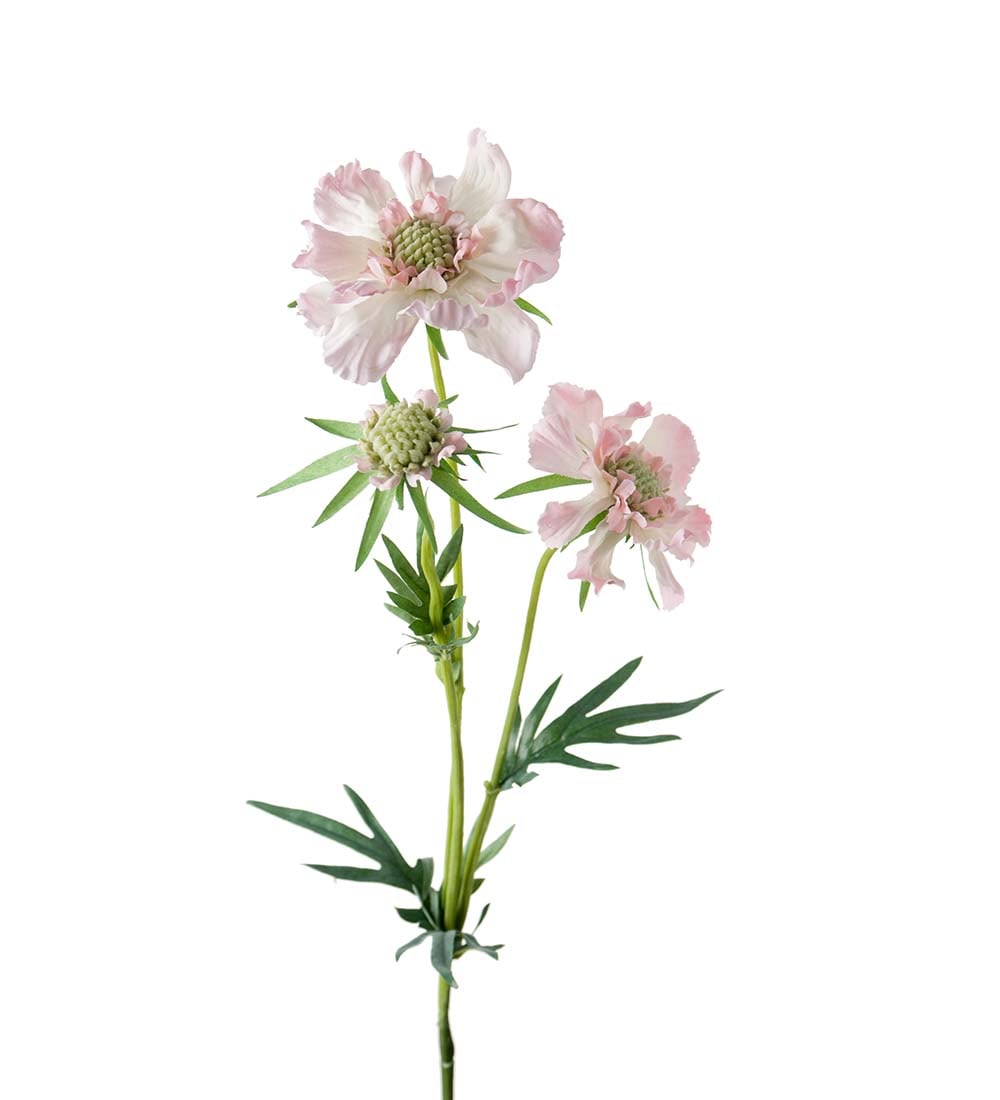 Scabiosa