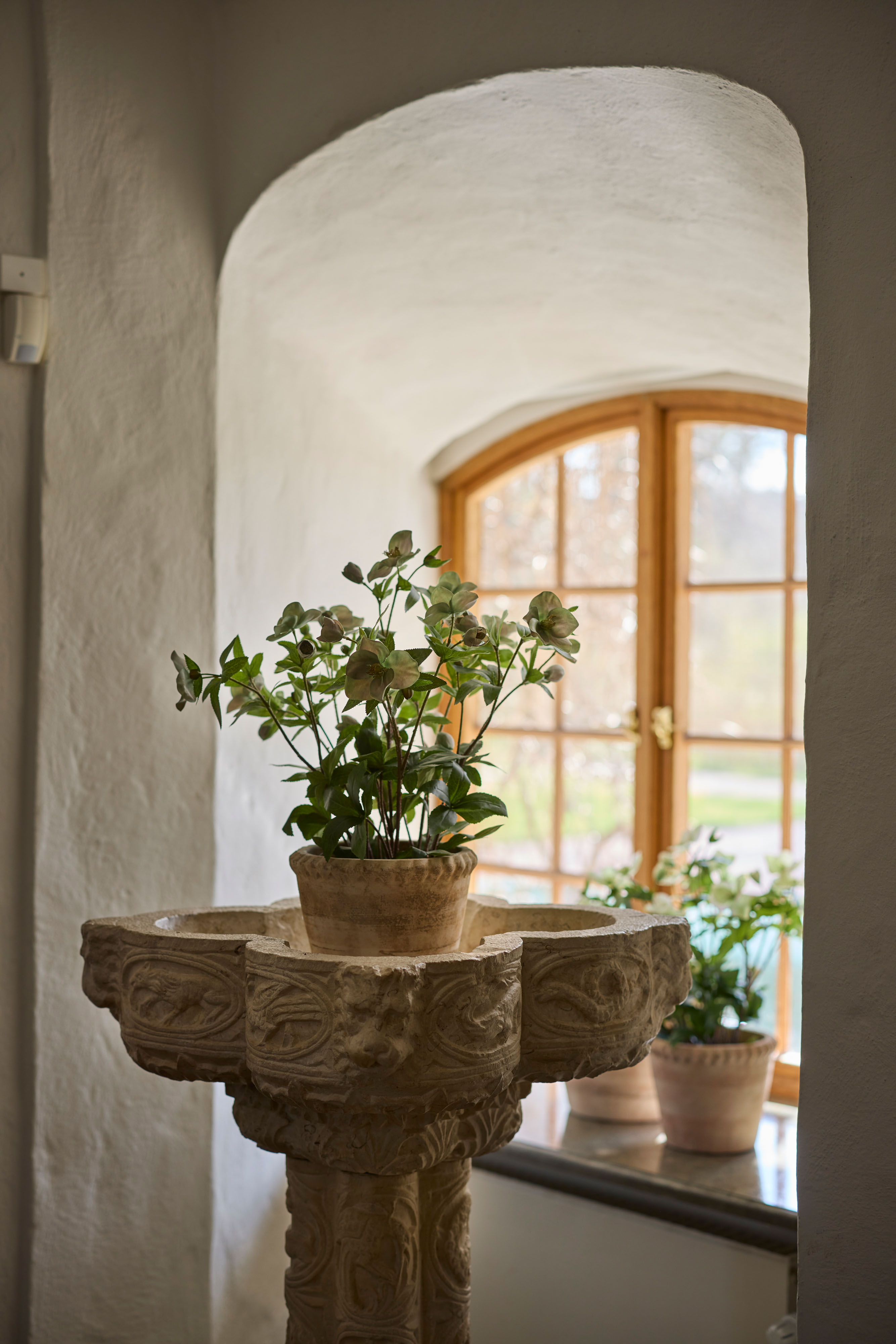 Helleborus i kruka
