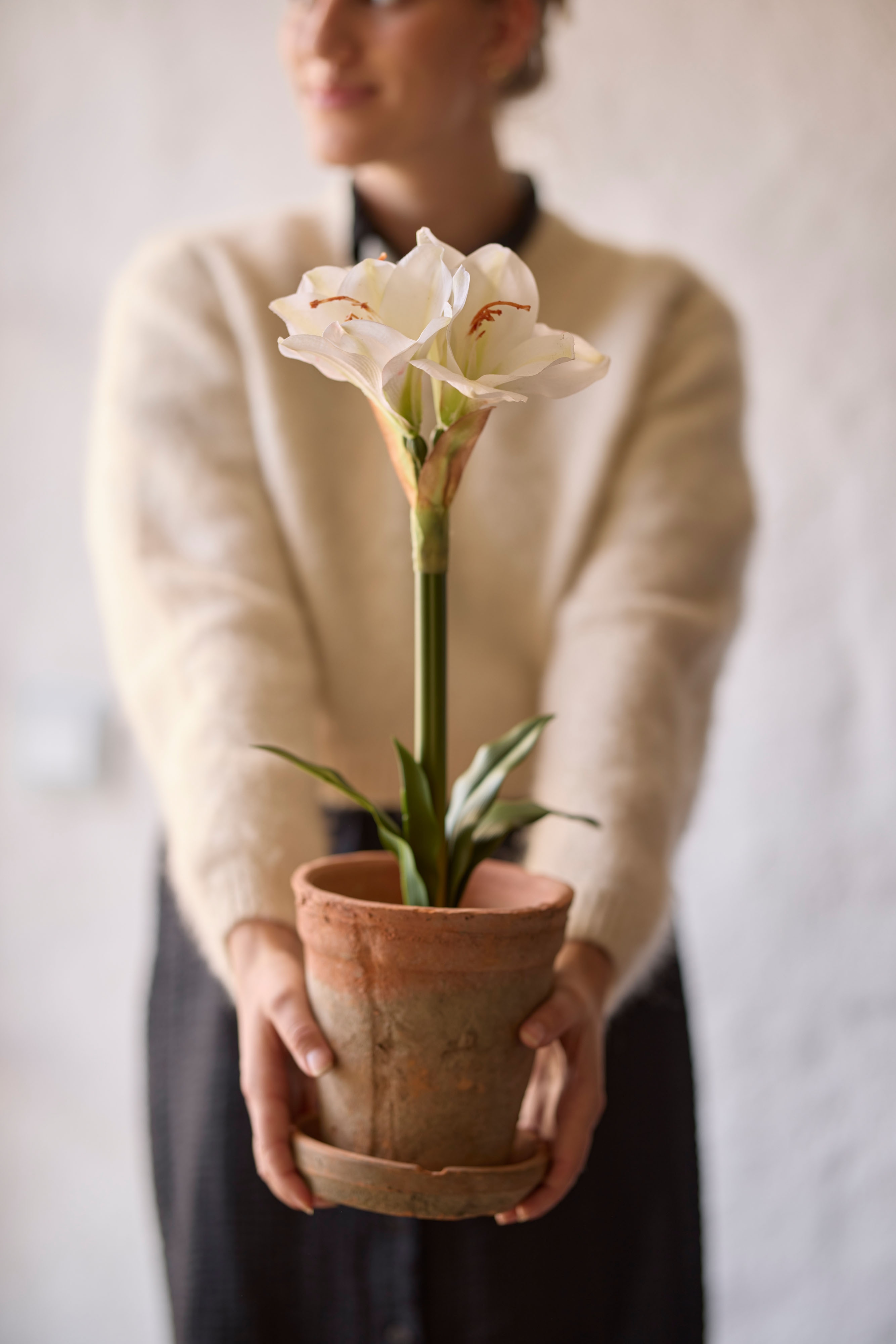 Amaryllis i kruka