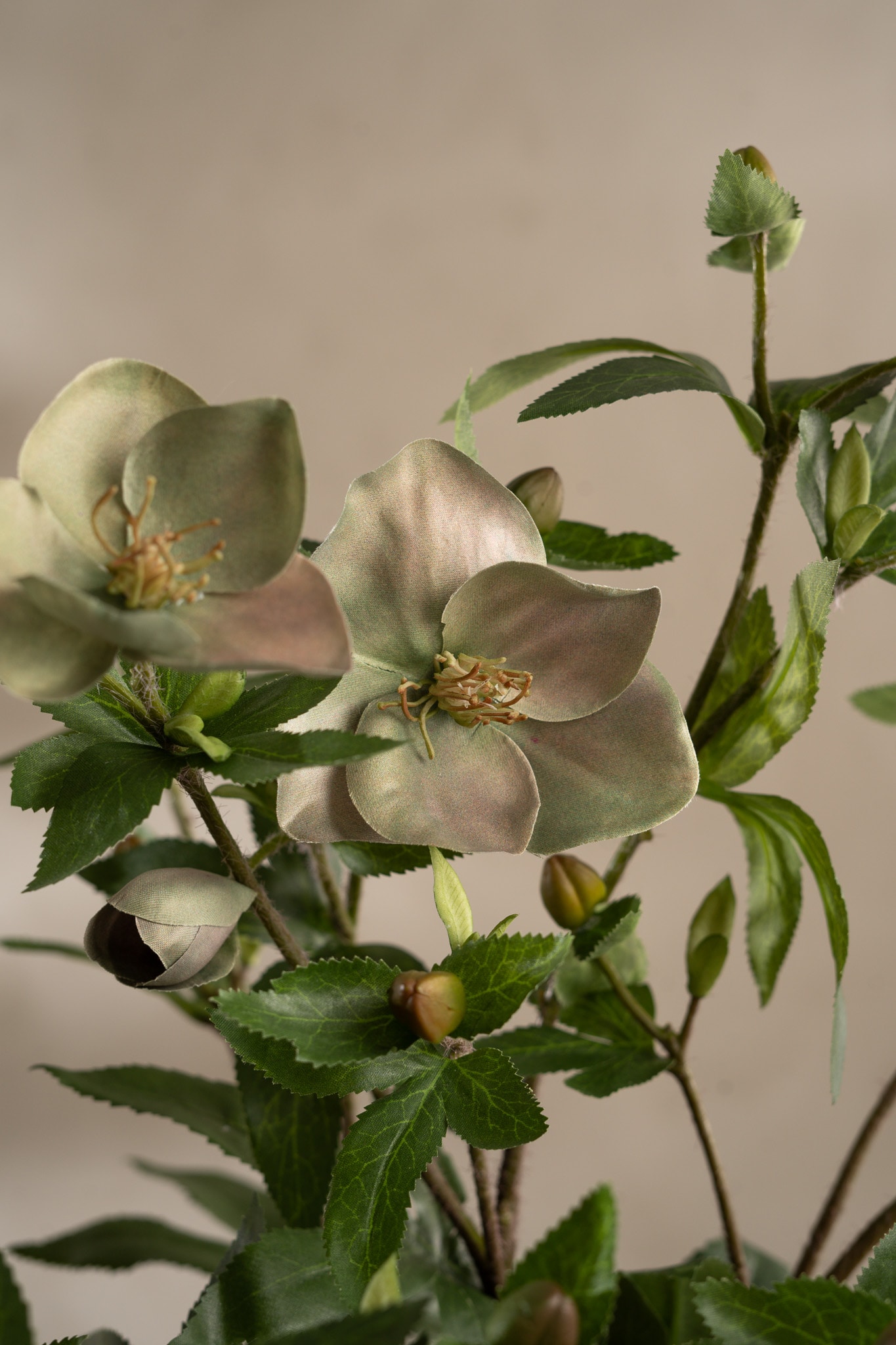 Helleborus i kruka