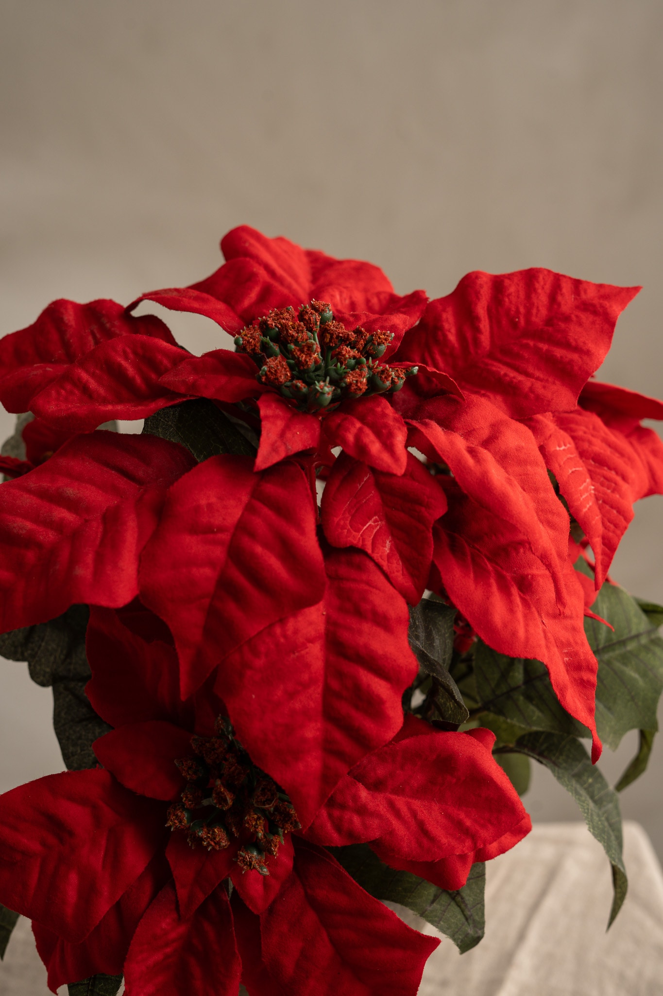 Julstjärna