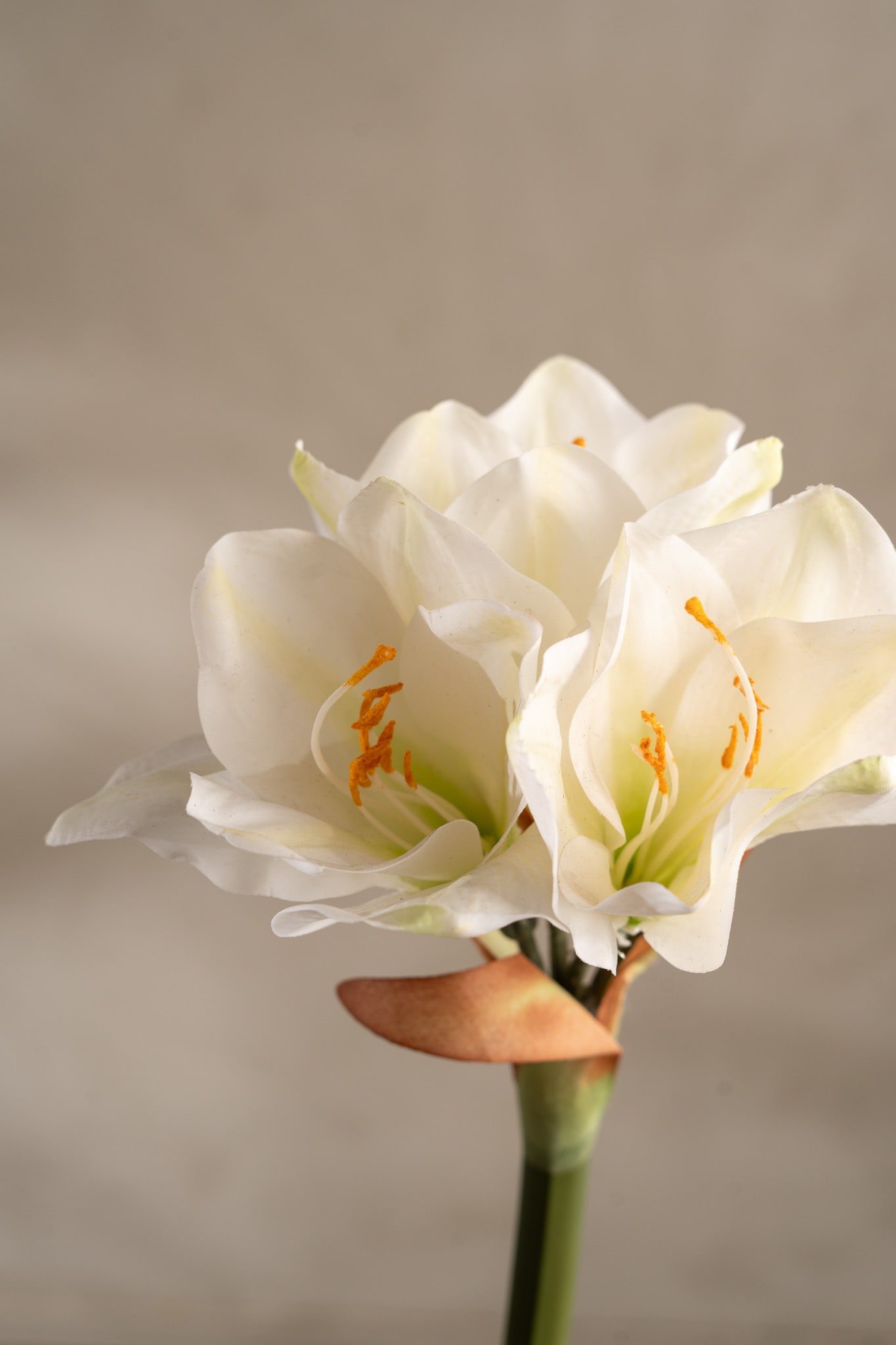 Amaryllis i kruka