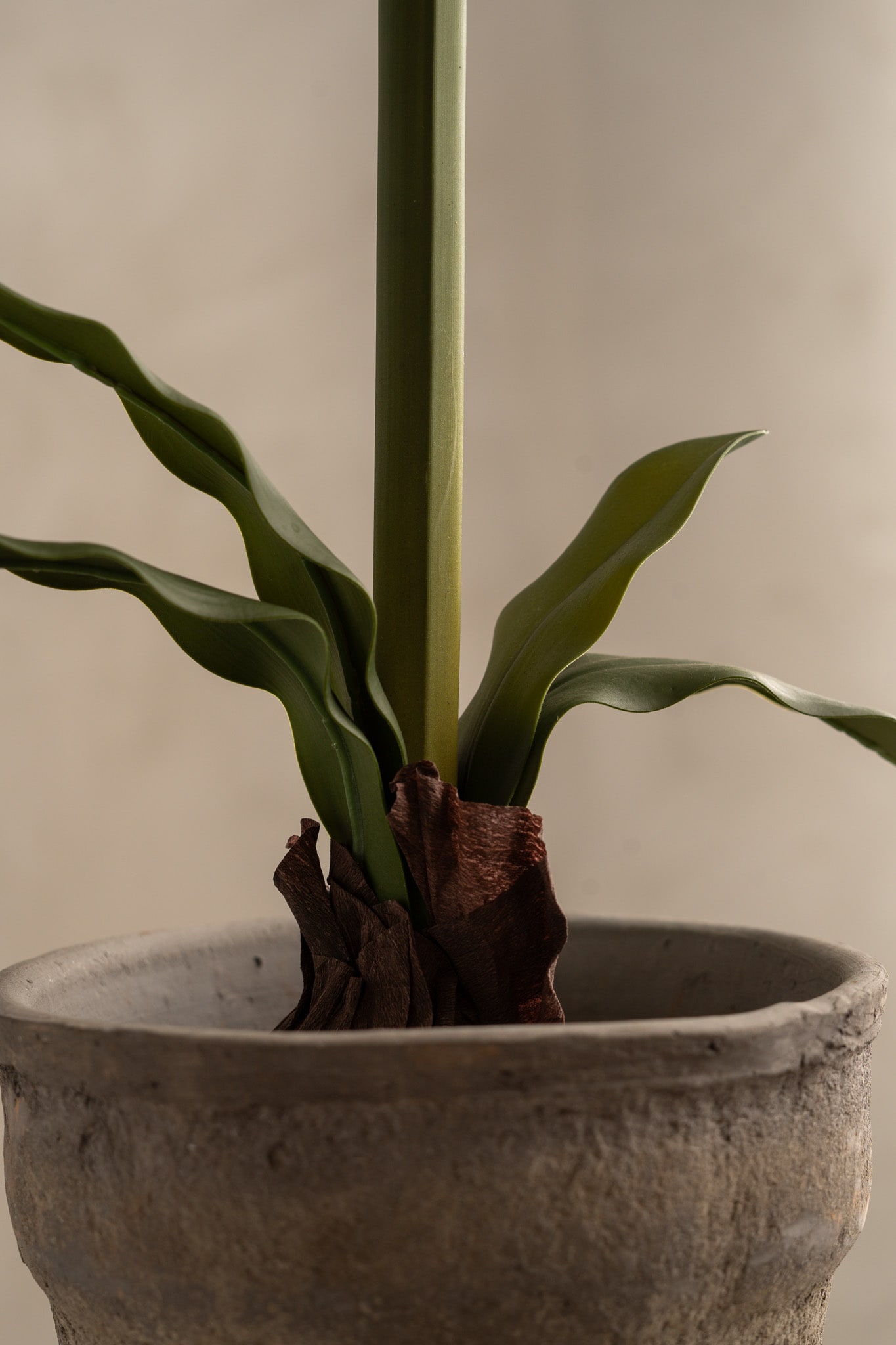 Amaryllis i kruka