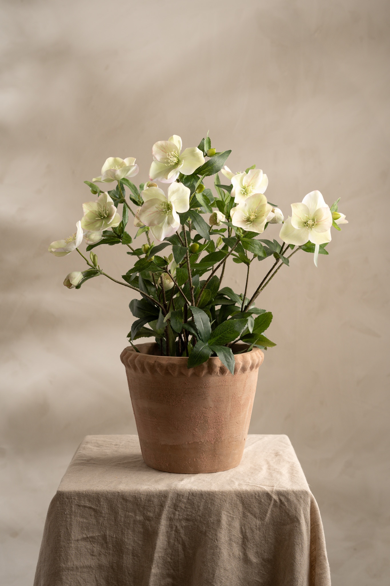Helleborus i kruka