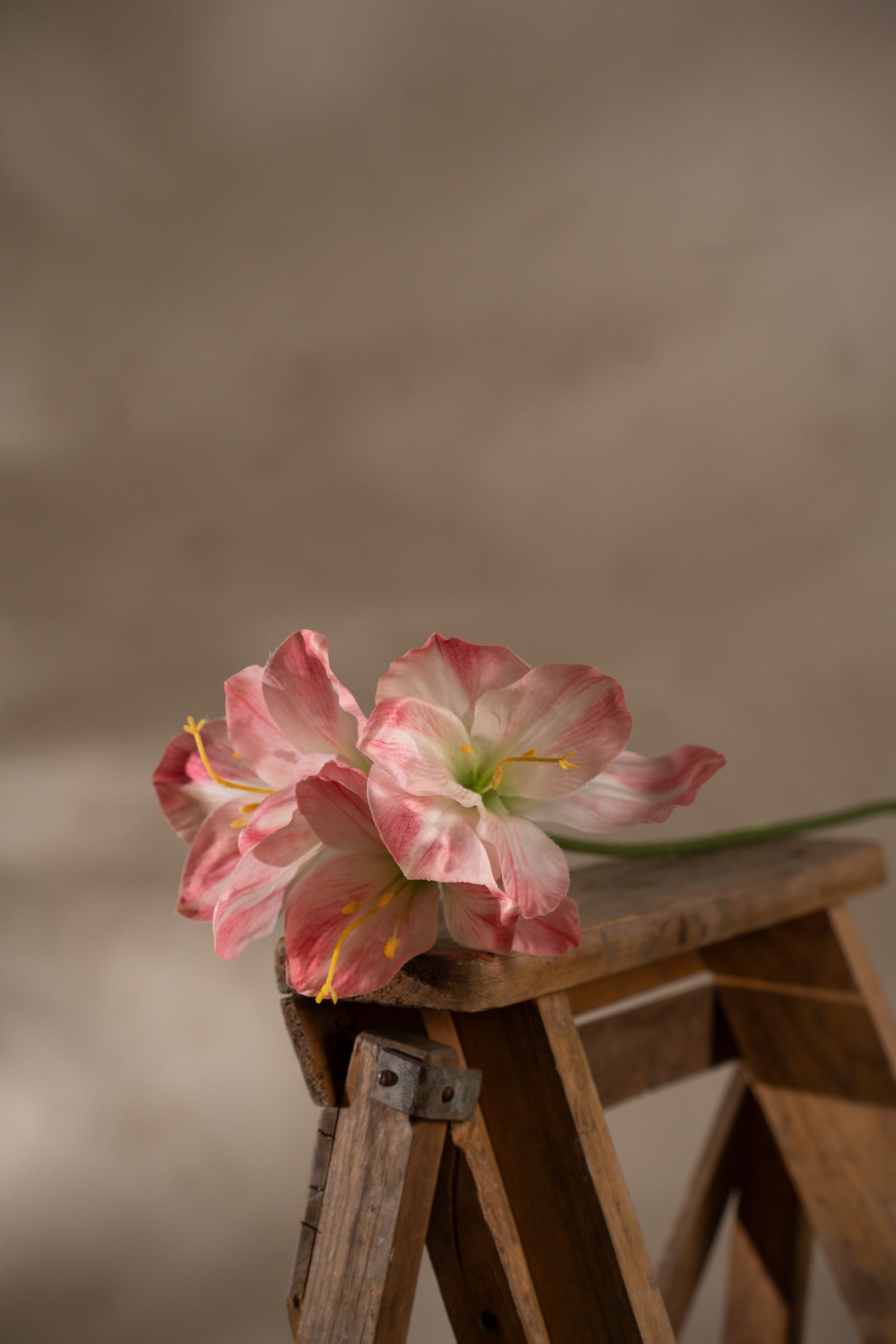 Amaryllis