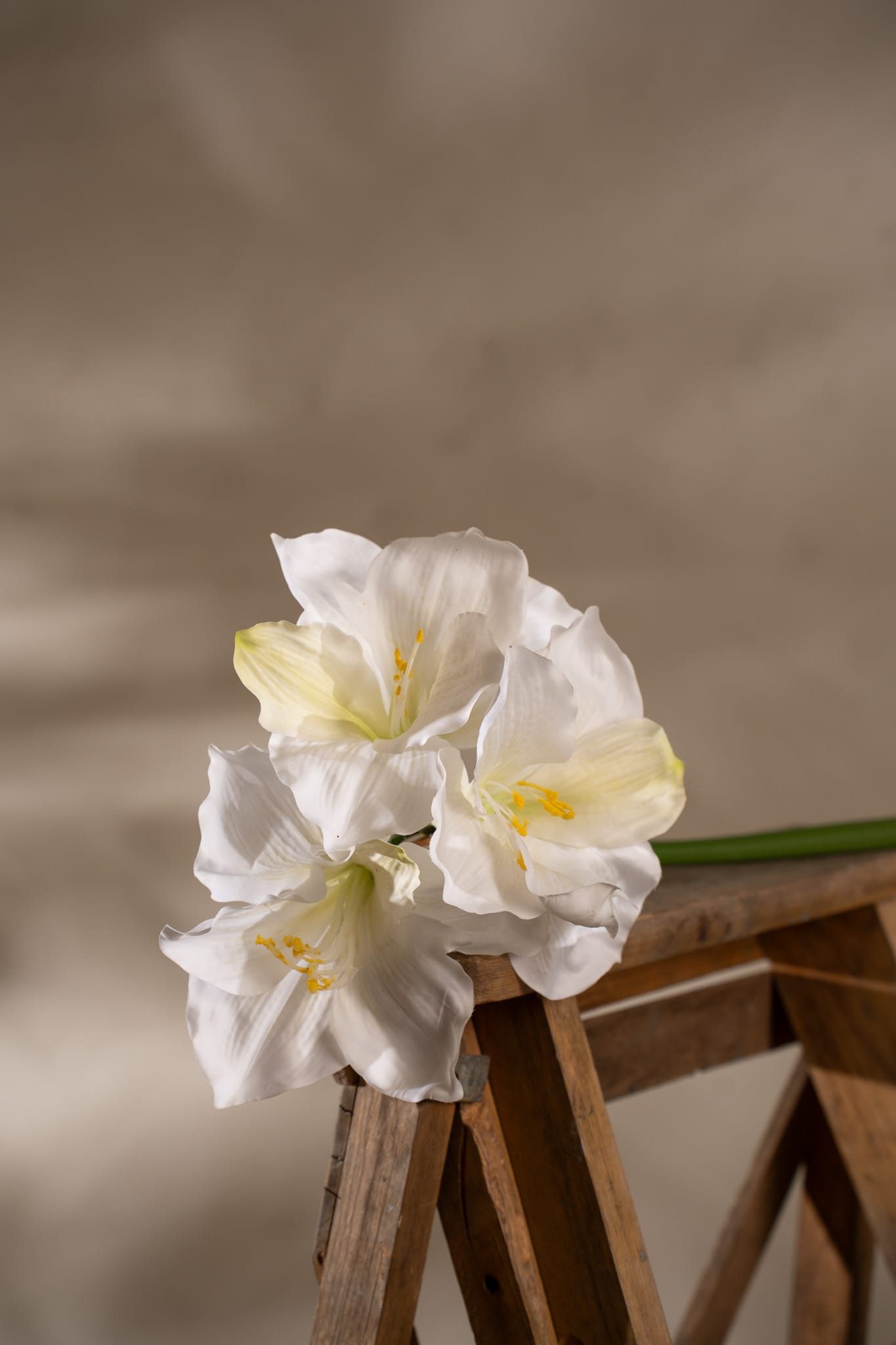 Amaryllis
