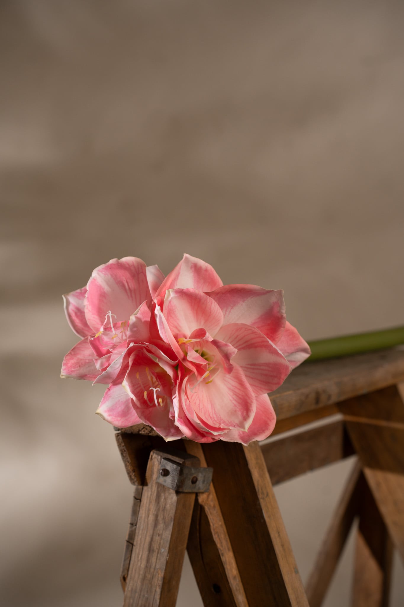 Amaryllis