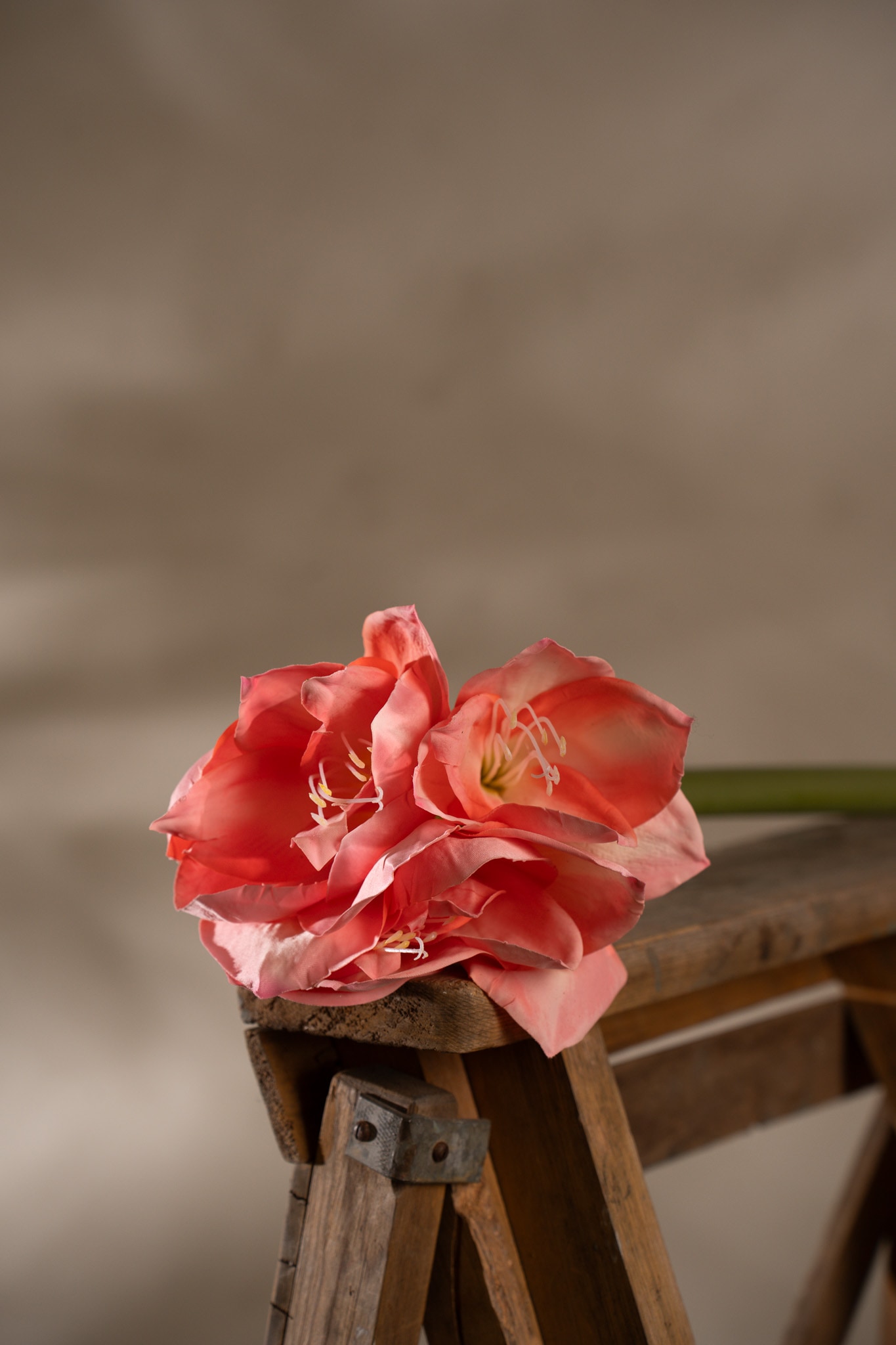 Amaryllis
