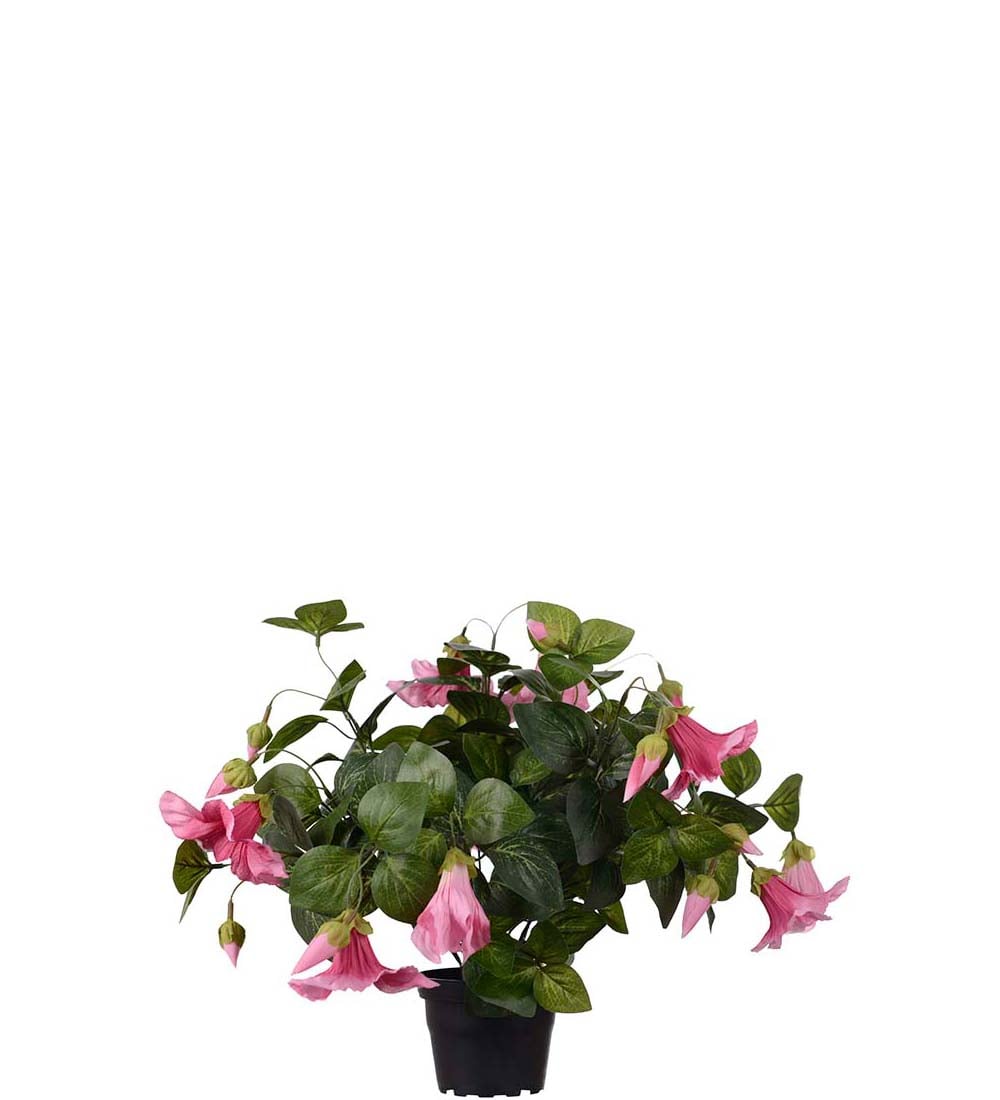 Petunia