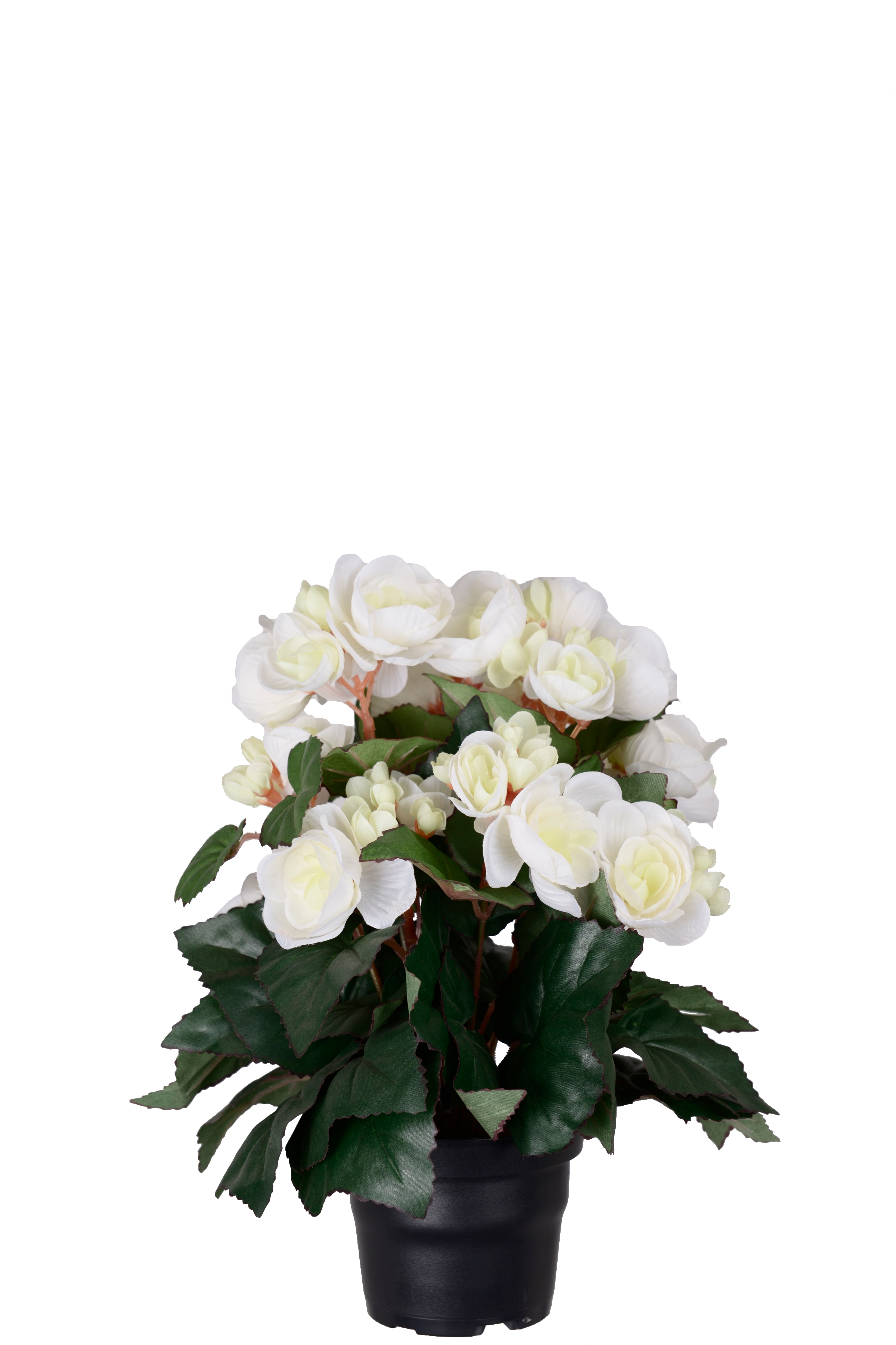 Begonia