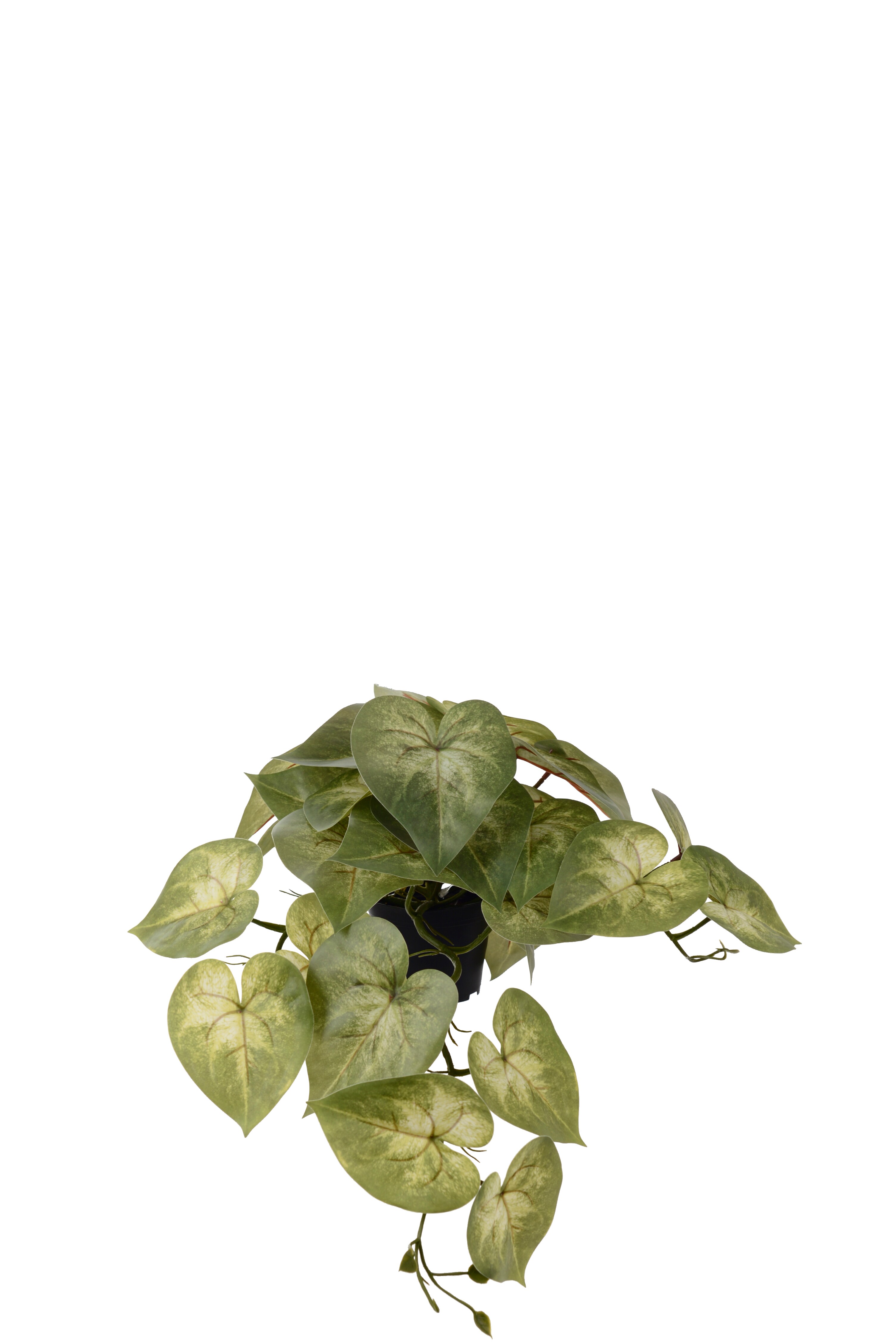 Caladium