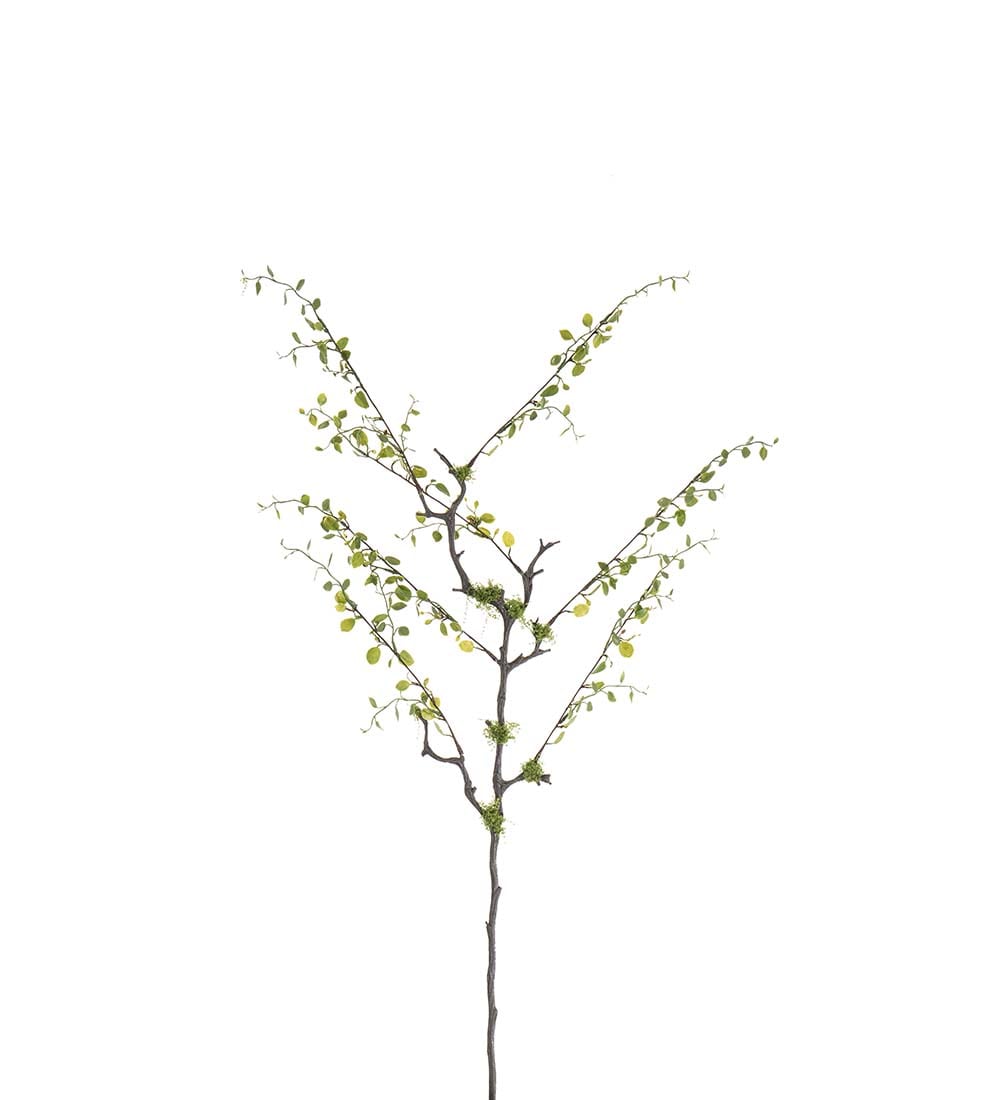 Muehlenbeckia