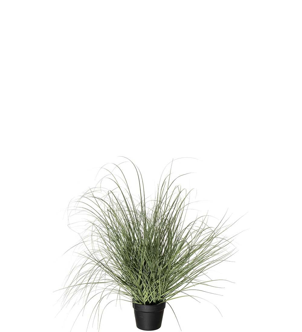 Gräs