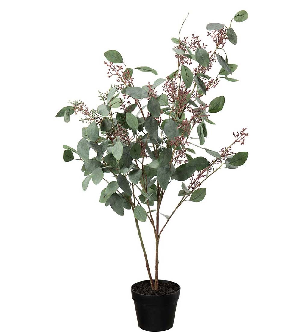 Eucalyptus