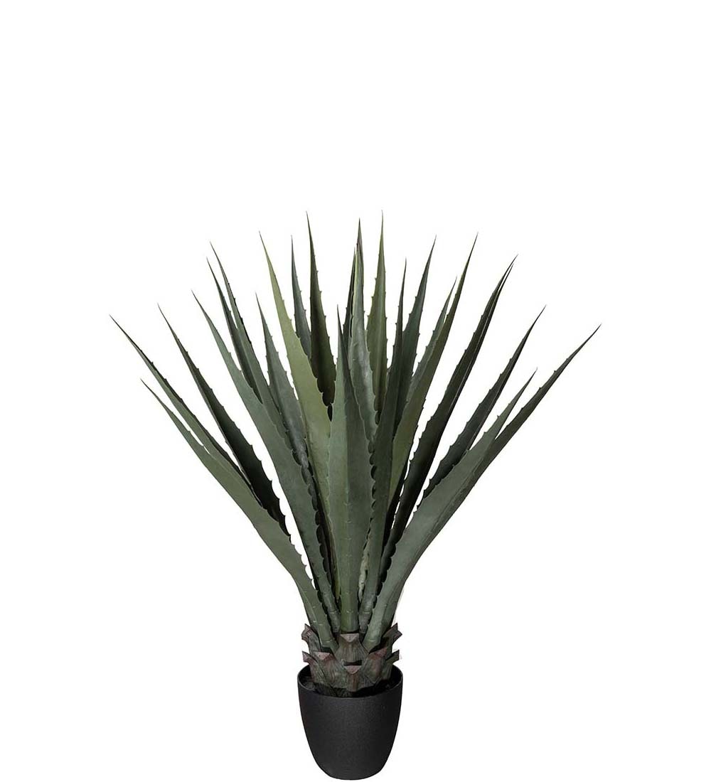 Agave