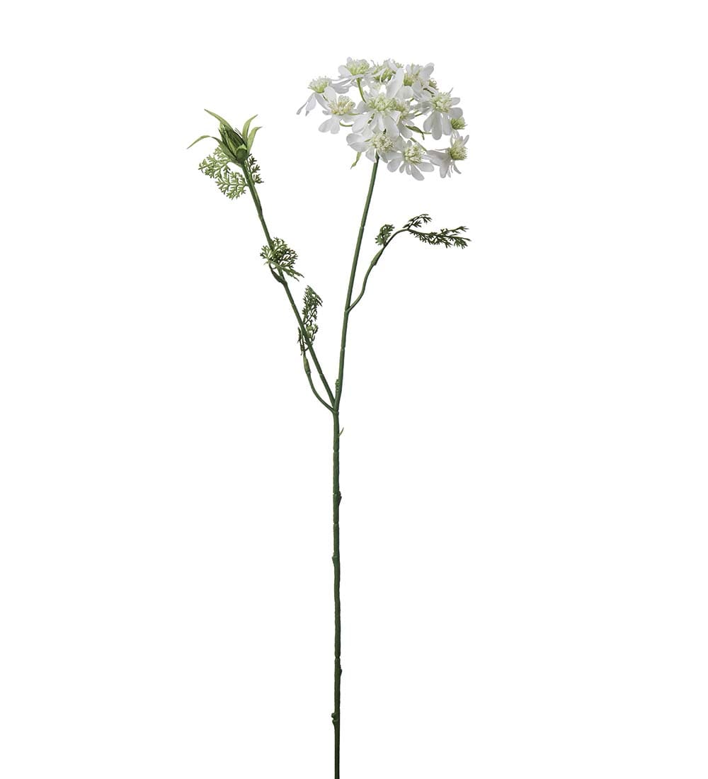 Blomsterkörvel
