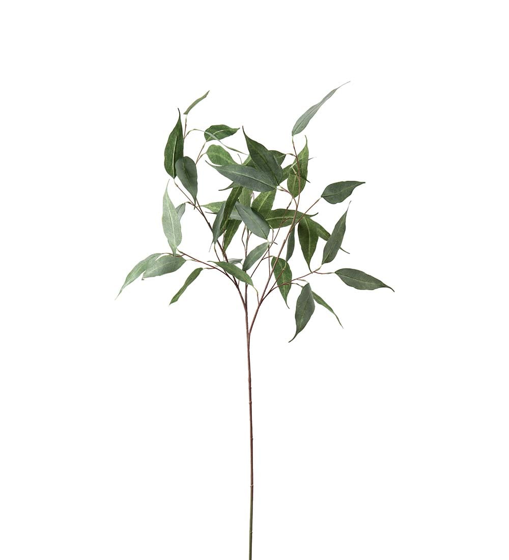 Eucalyptus