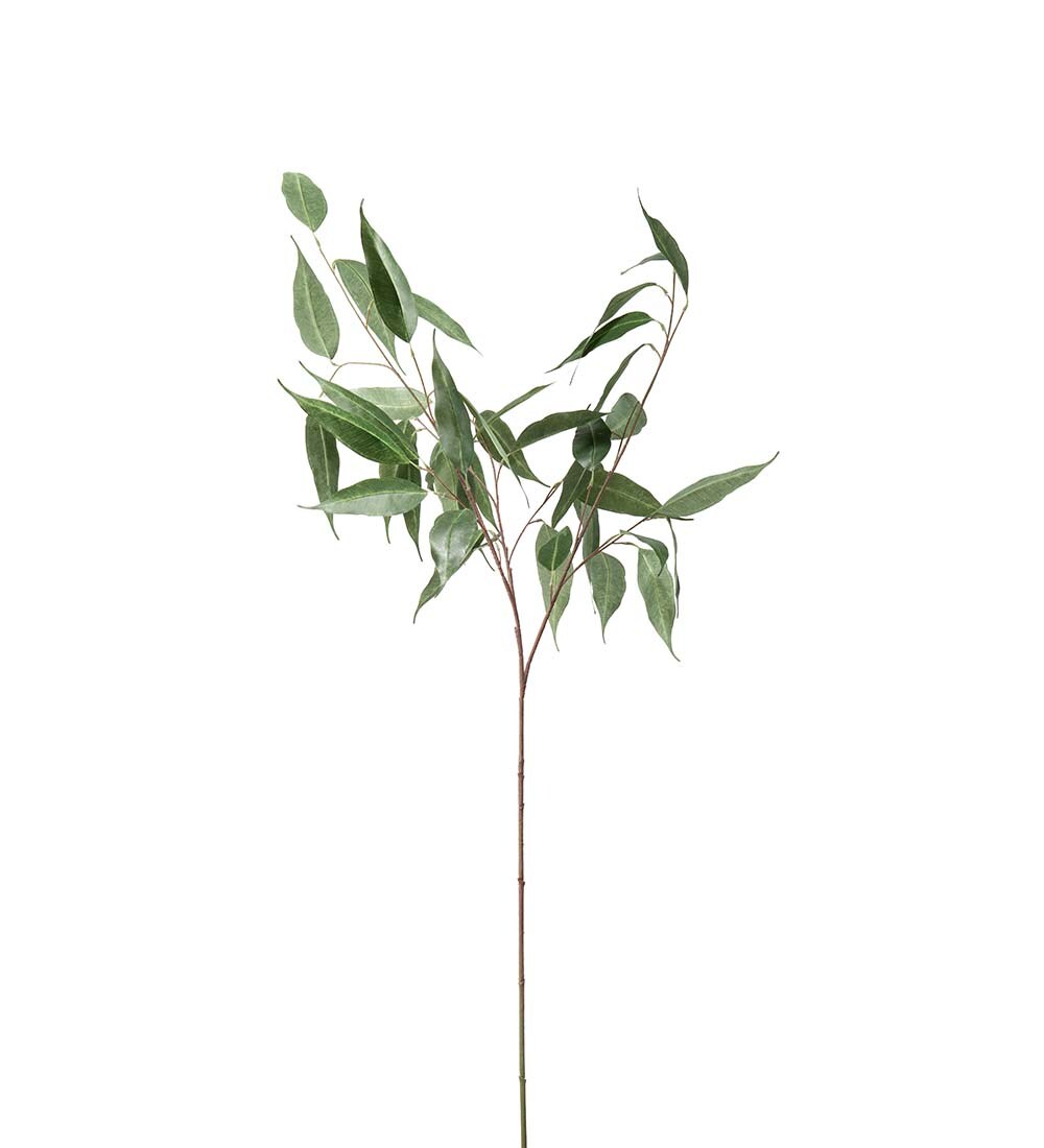 Eucalyptus