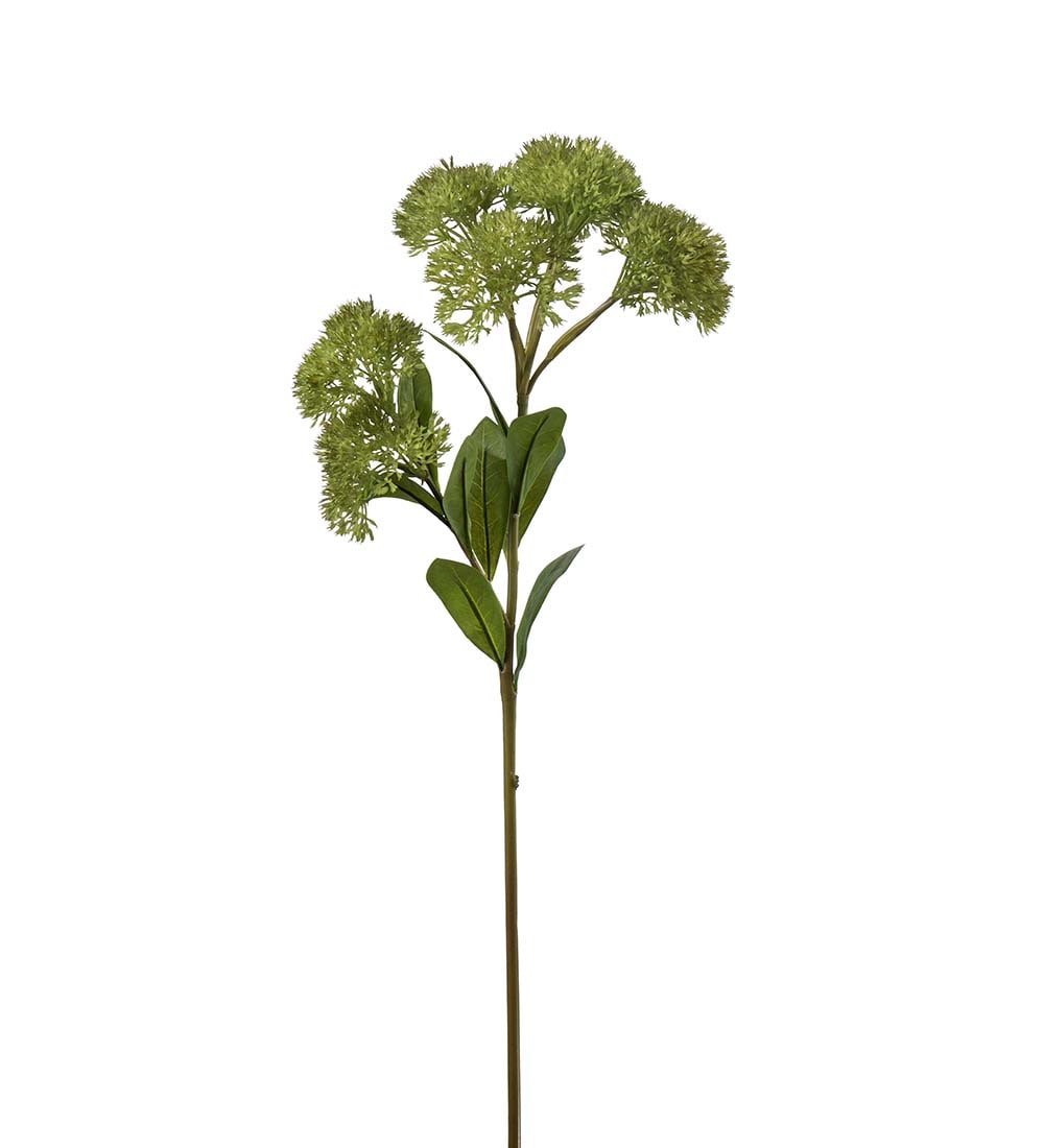 Sedum