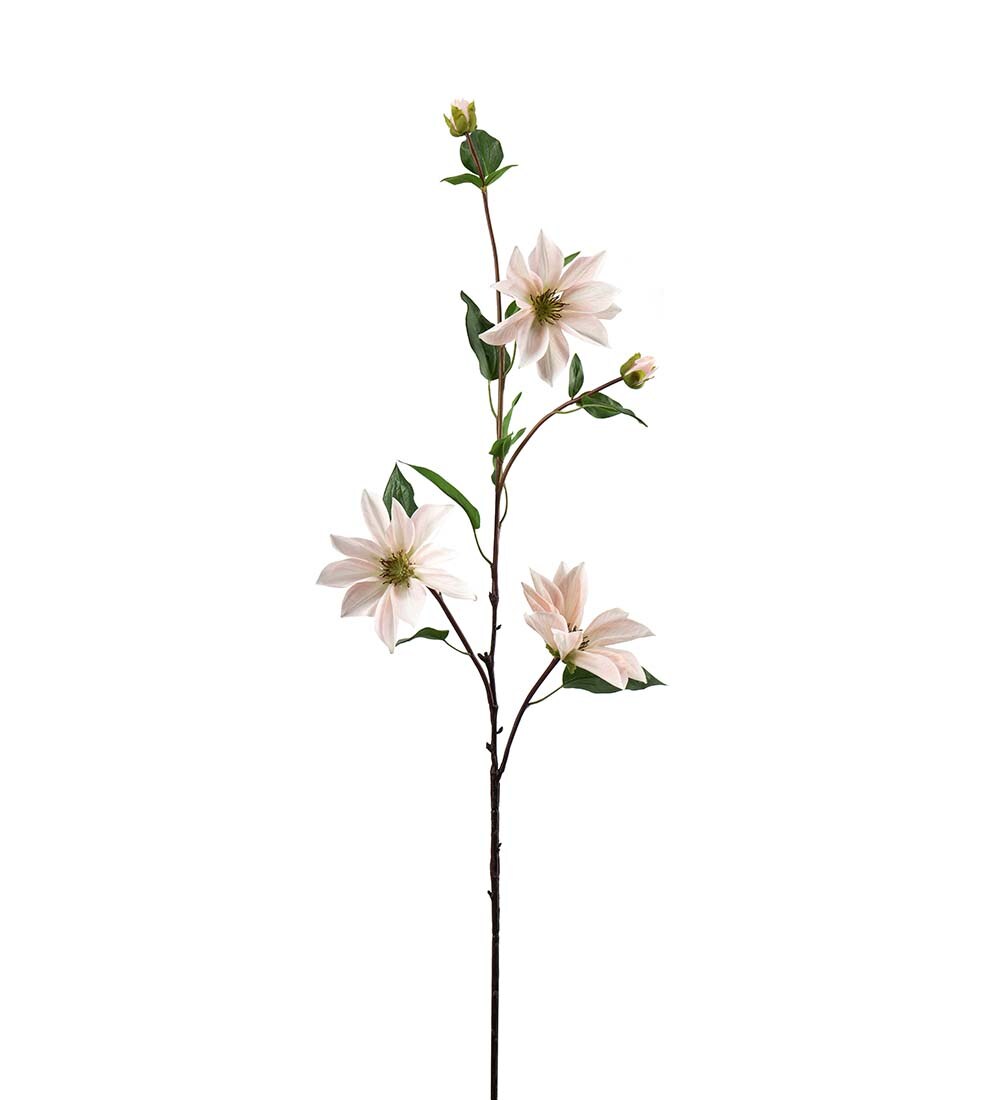 Clematis