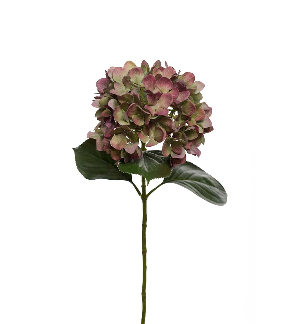 Hortensia