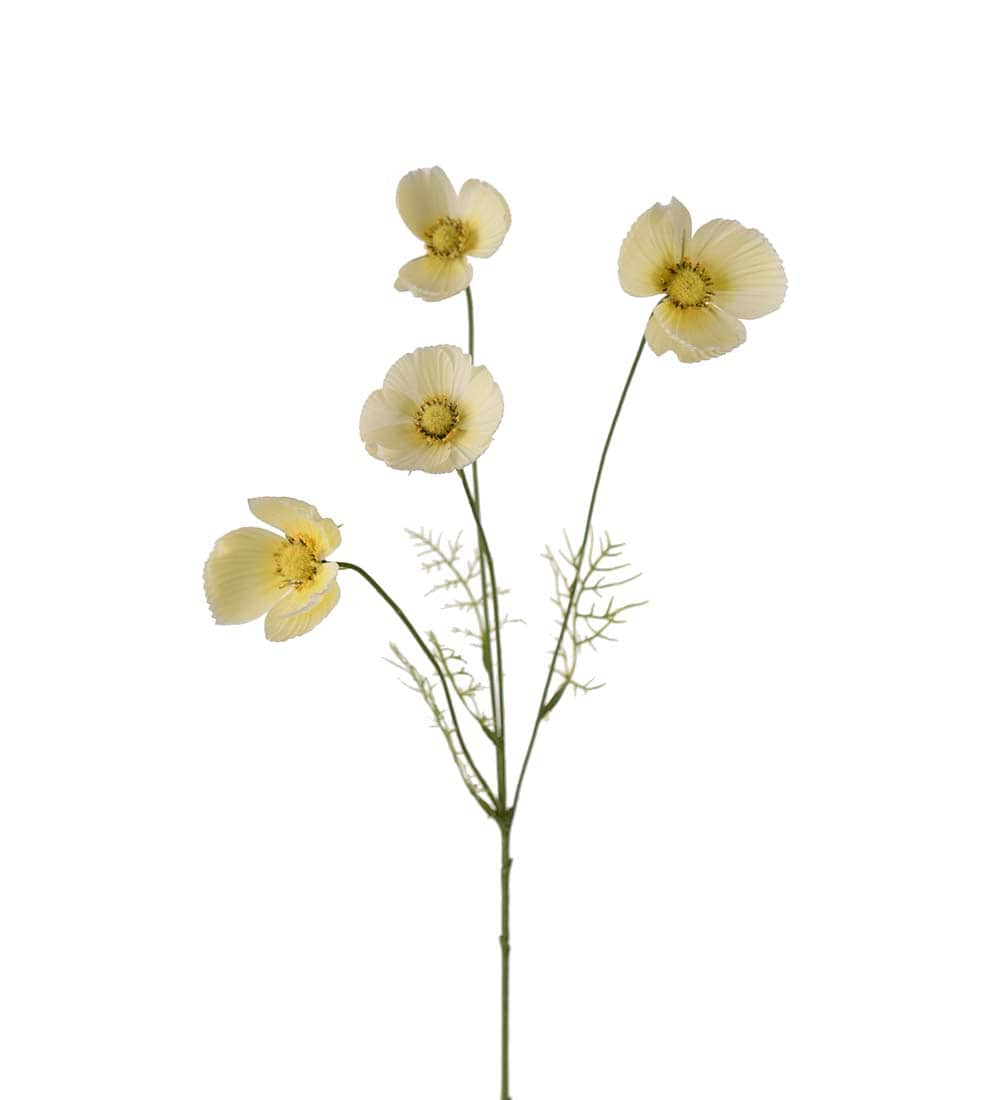 Rosenskära