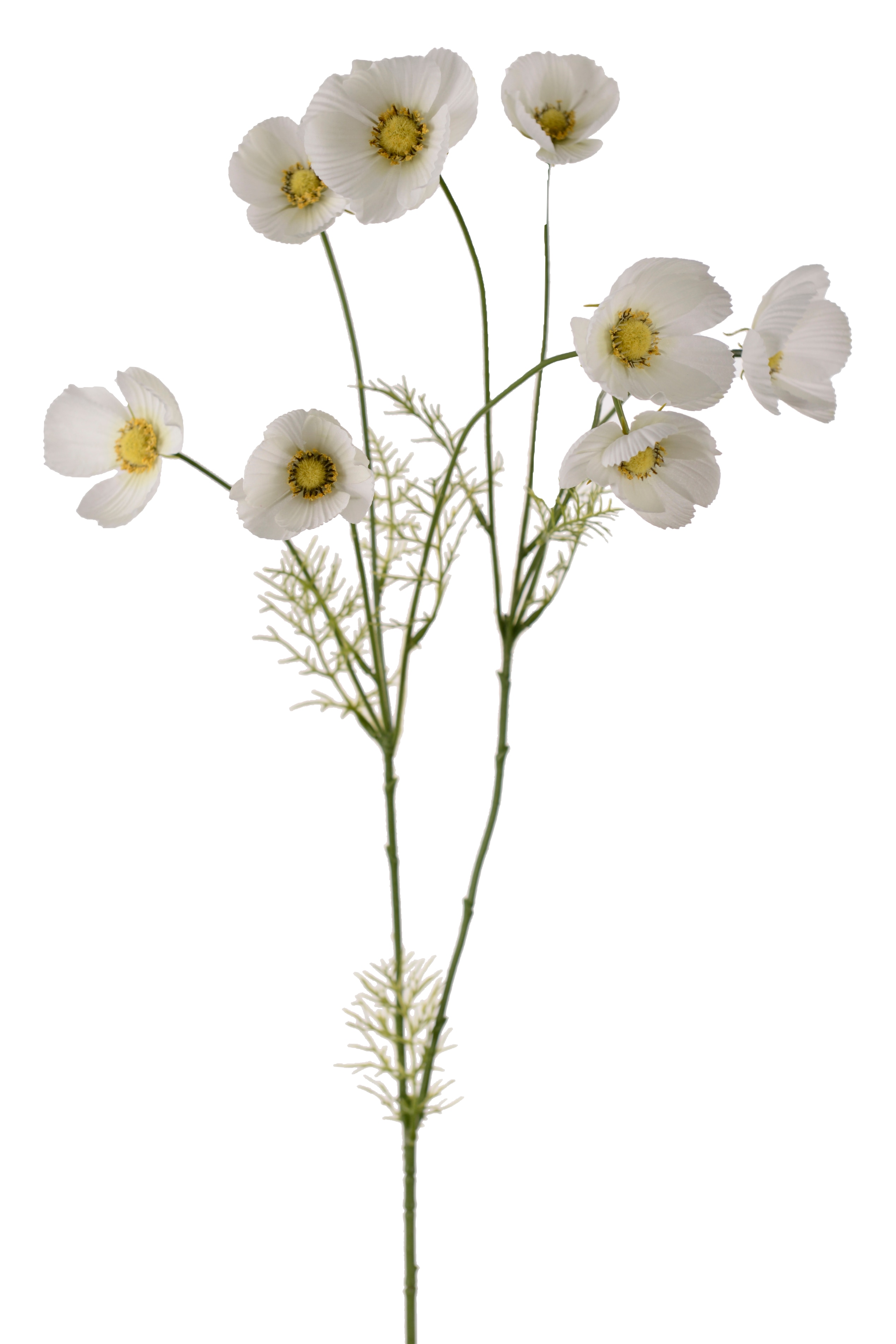 Rosenskära
