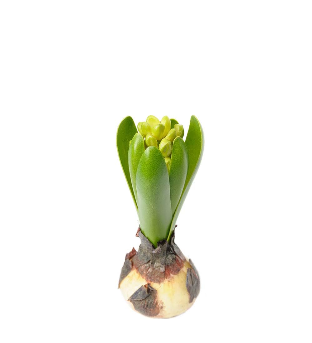 Hyacint