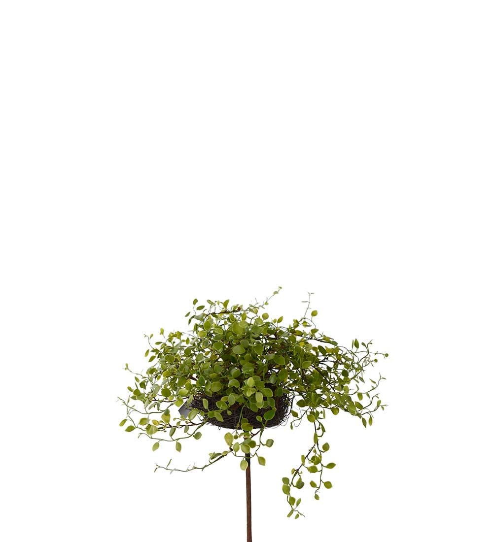 Muehlenbeckia