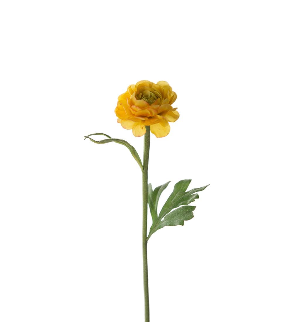 Ranuncel