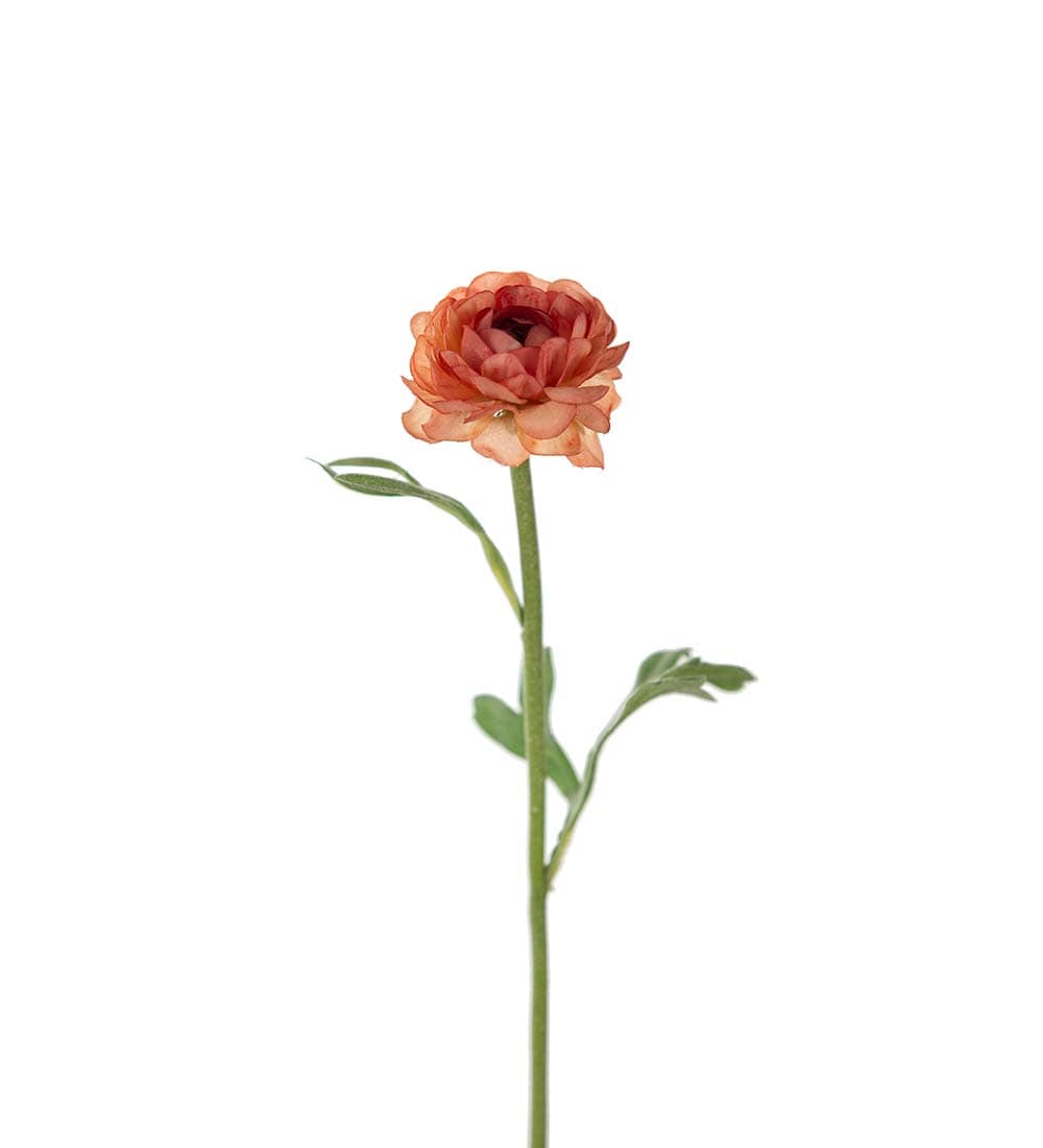 Ranuncel