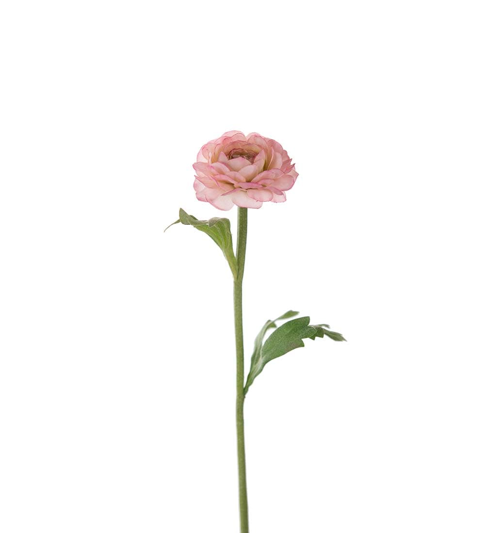 Ranuncel