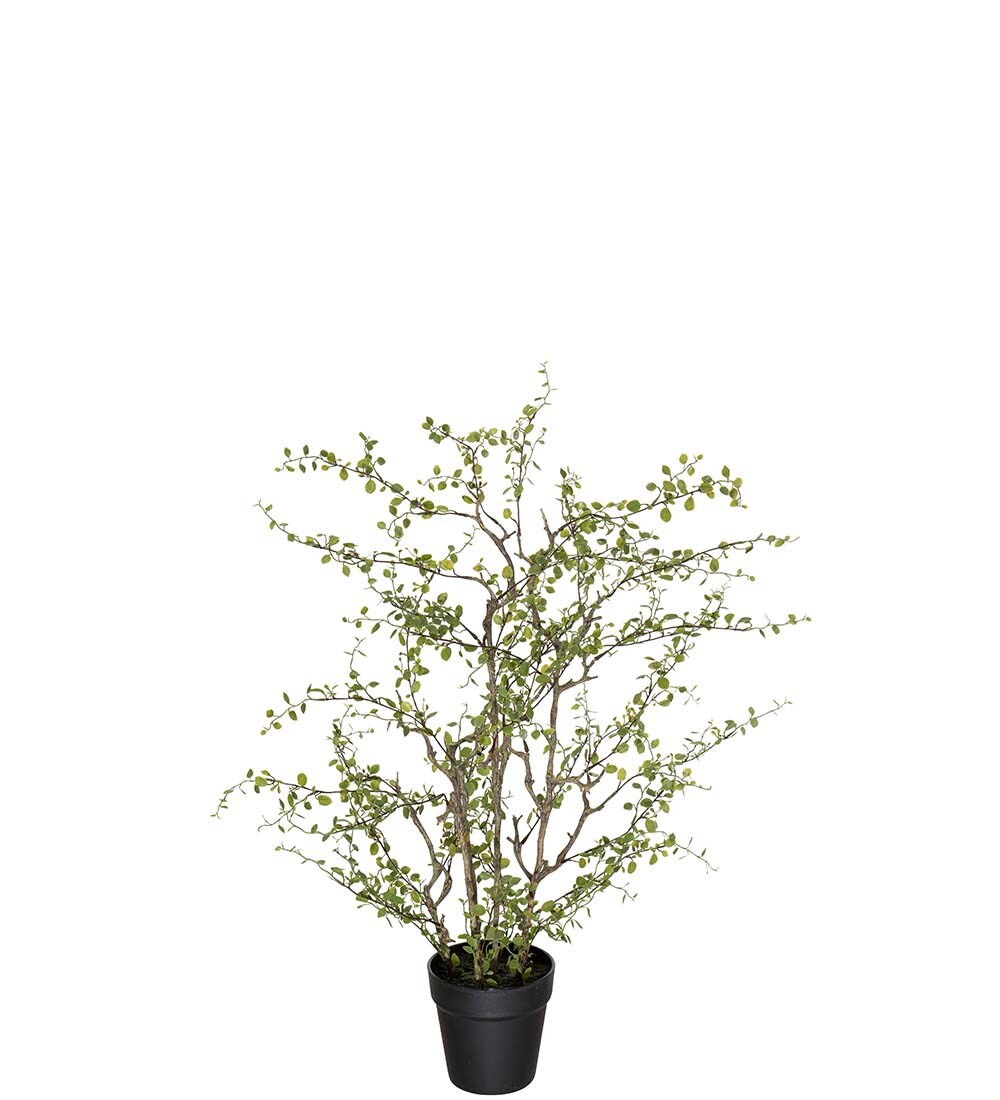 Muehlenbeckia