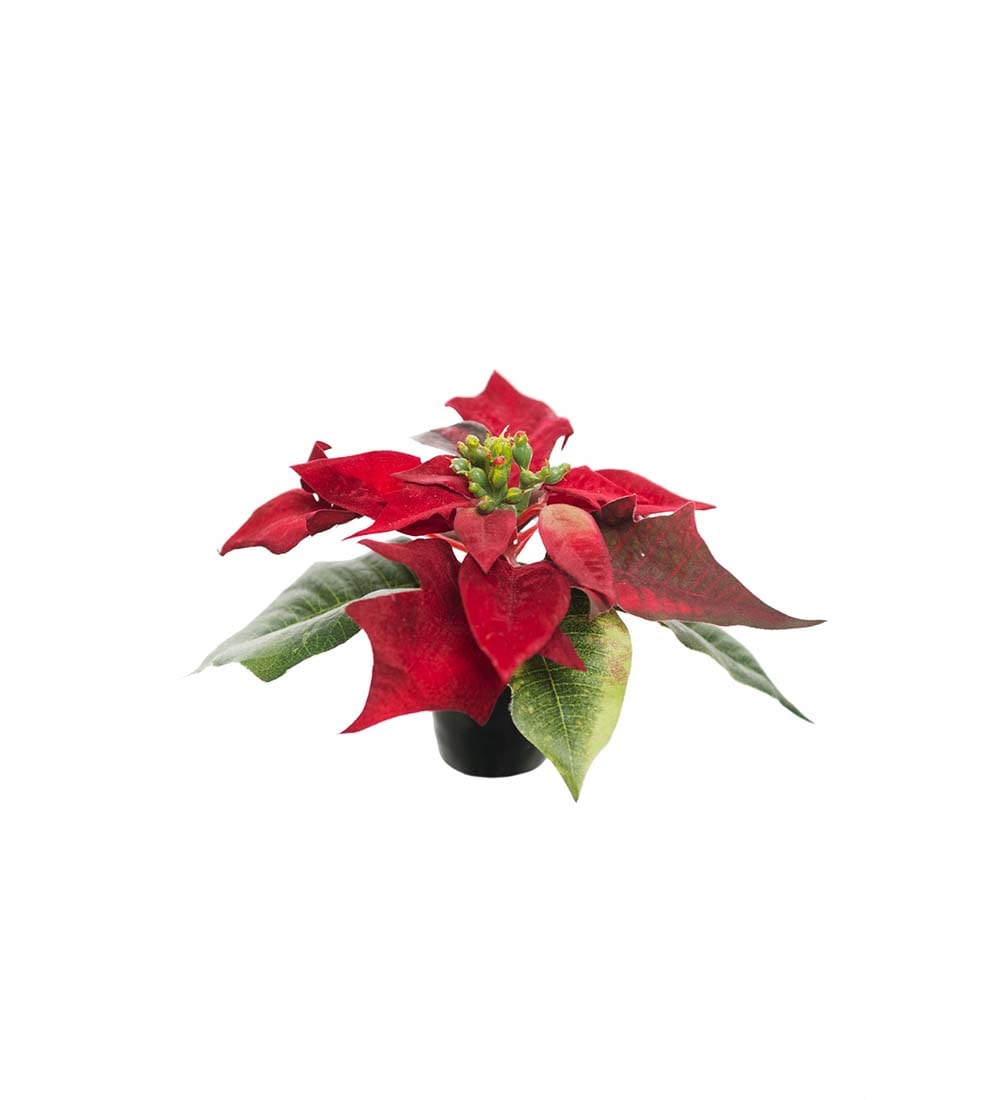 Julstjärna