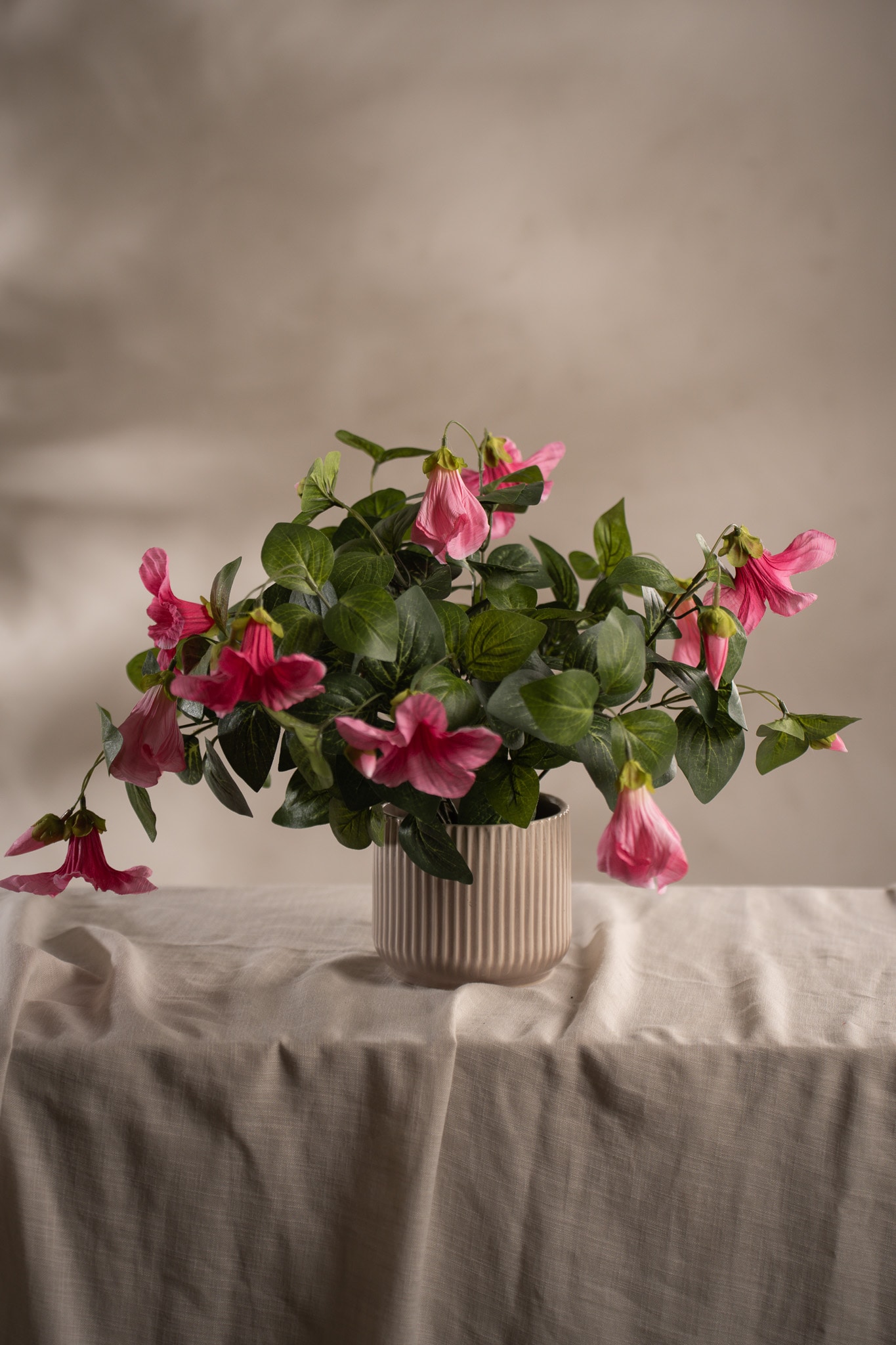 Petunia
