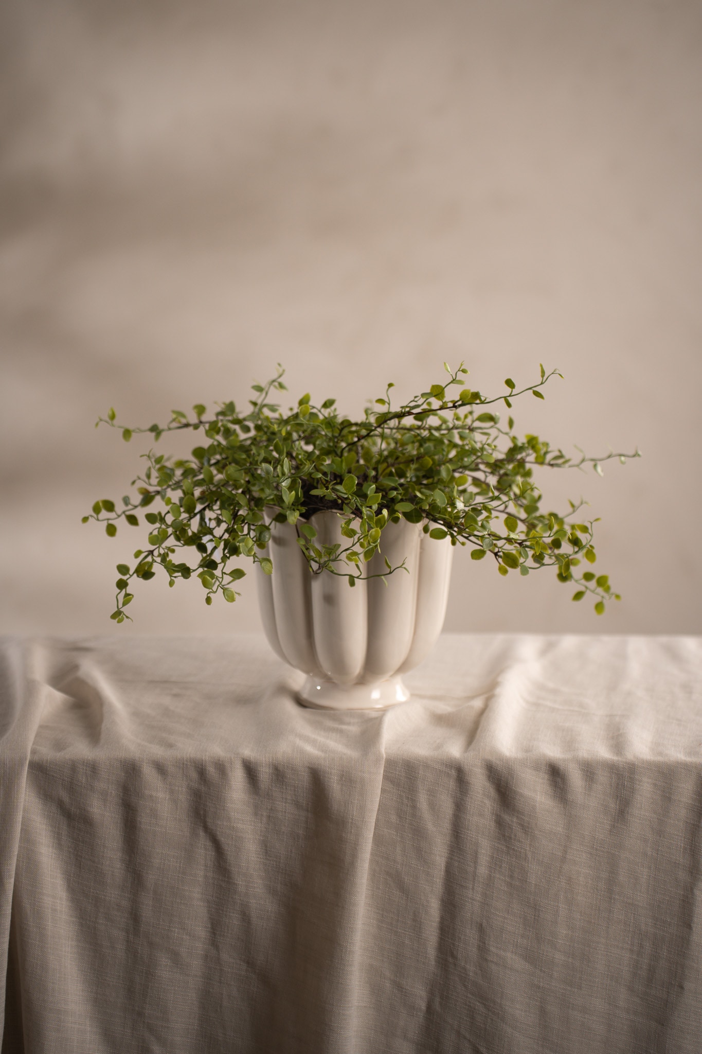 Muehlenbeckia