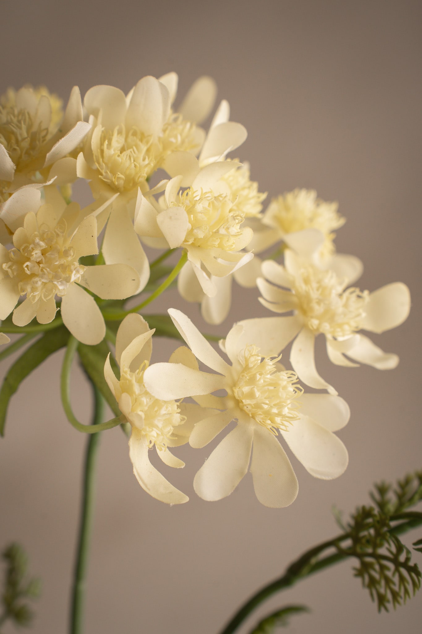 Blomsterkörvel