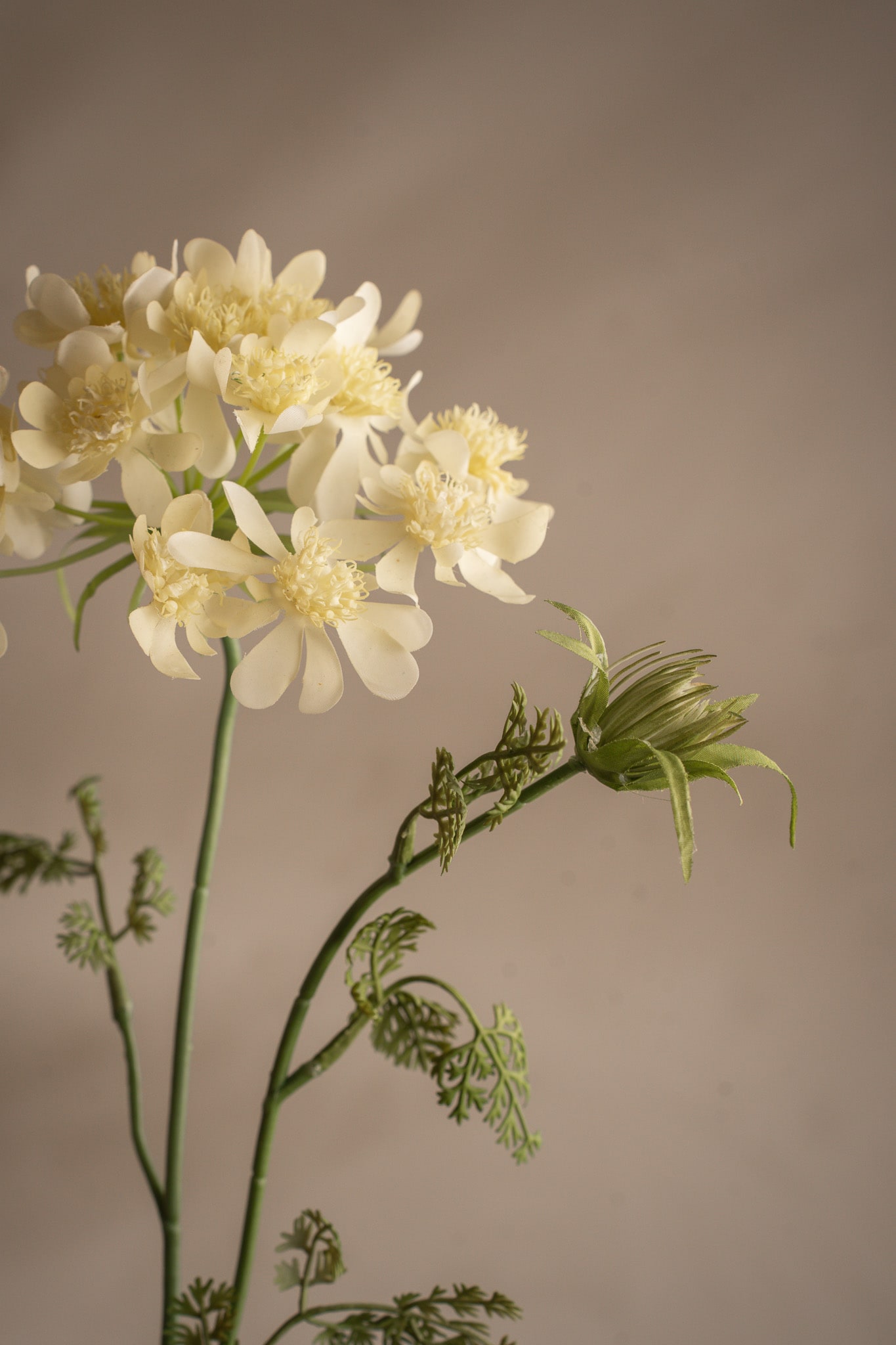 Blomsterkörvel
