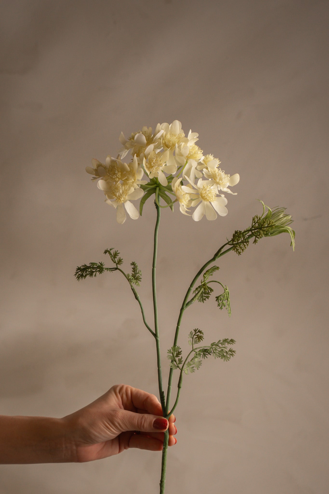 Blomsterkörvel