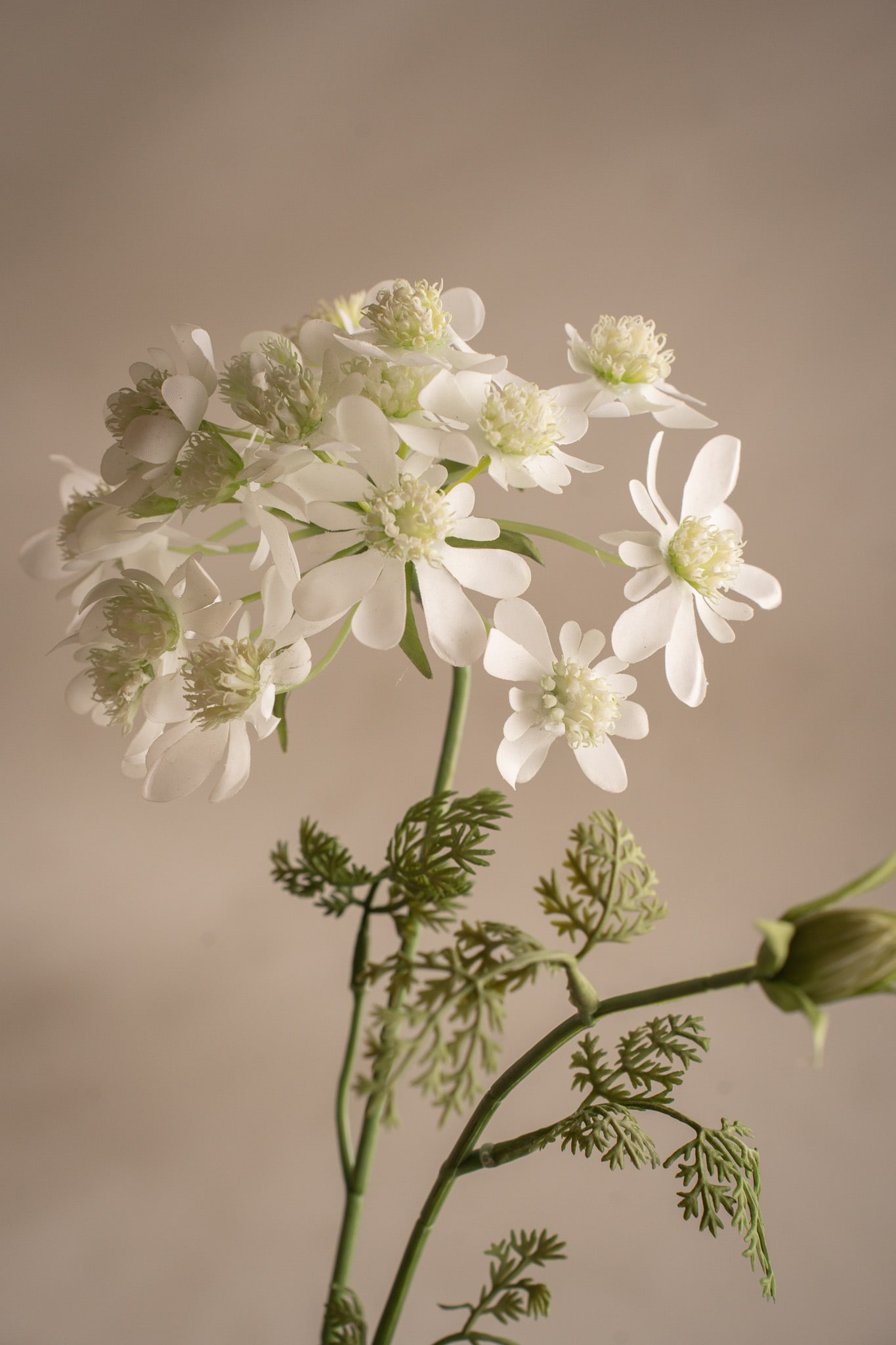 Blomsterkörvel